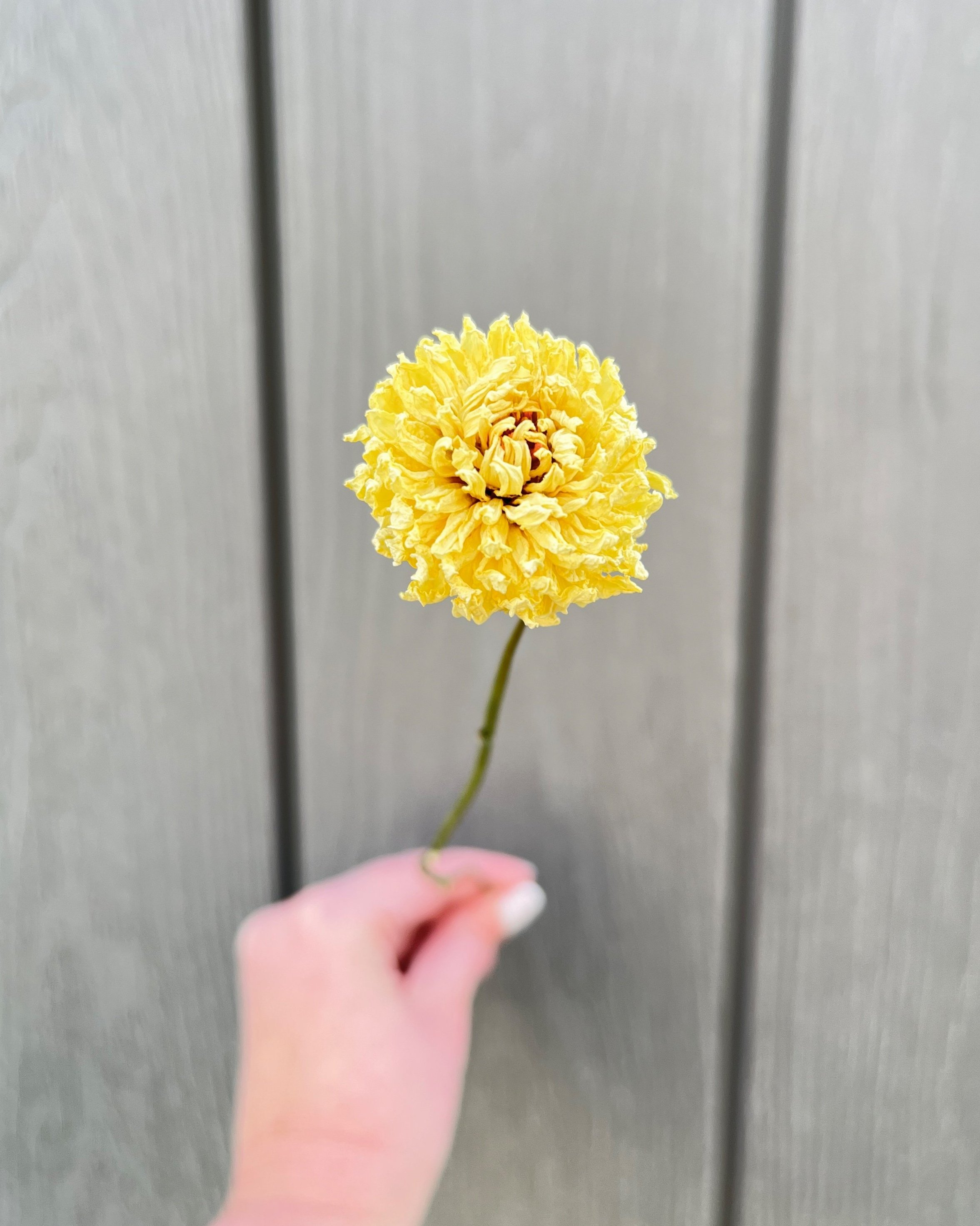 Cream Dried Dahlia Flower