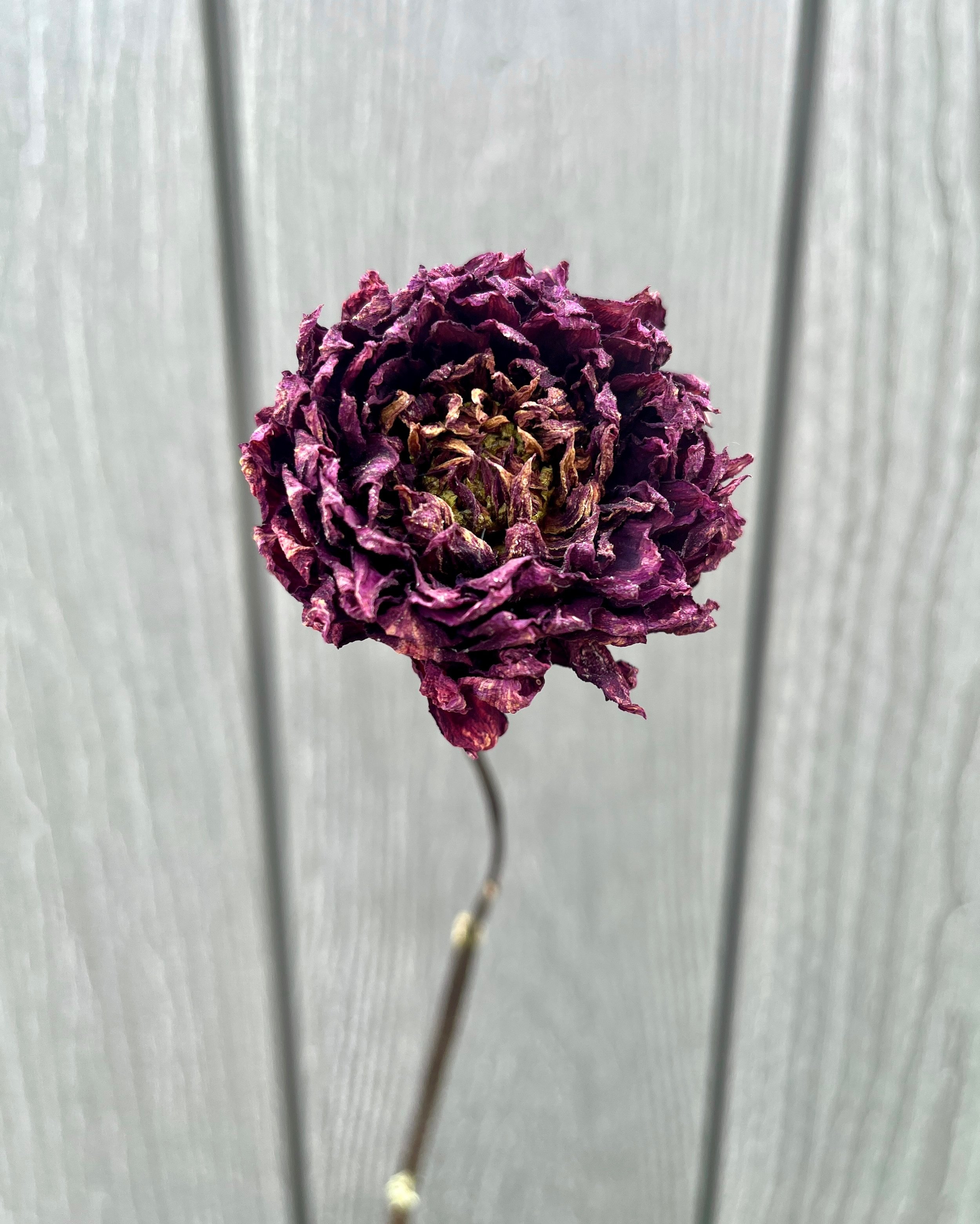 Deep Purple Dried Dahlia