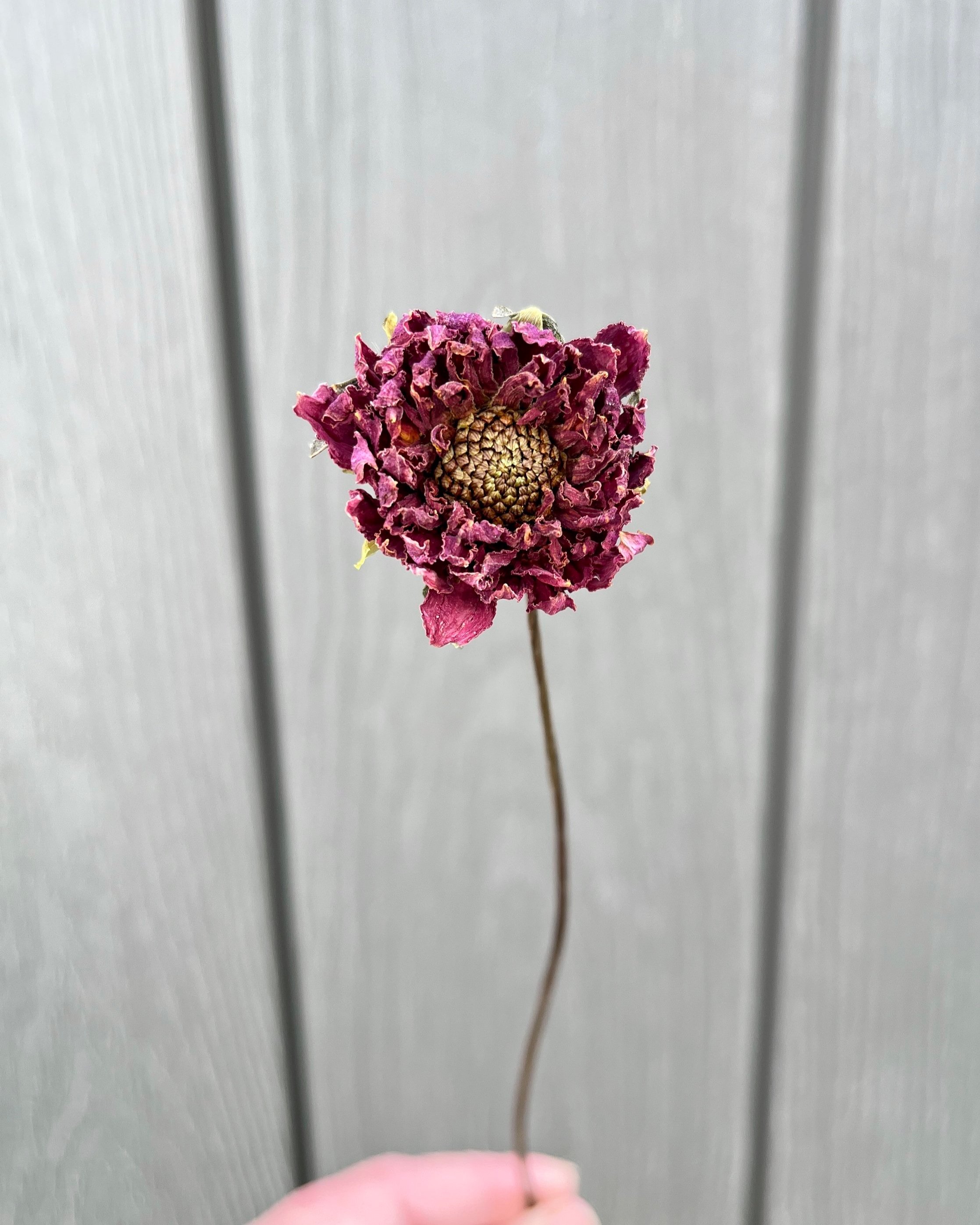 Purple Dried Dahlia Flower