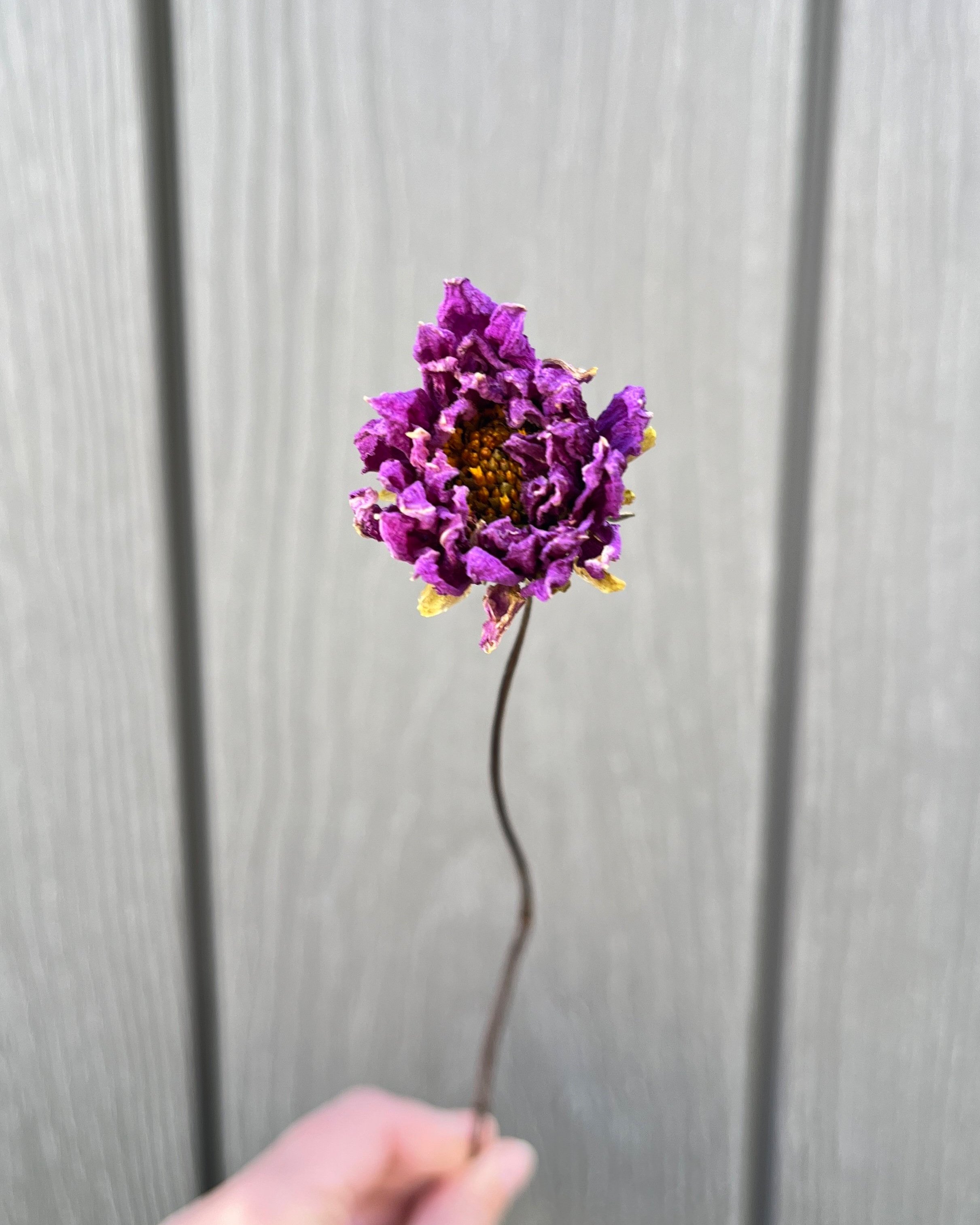 Violet Purple Dried Dahlia Flower