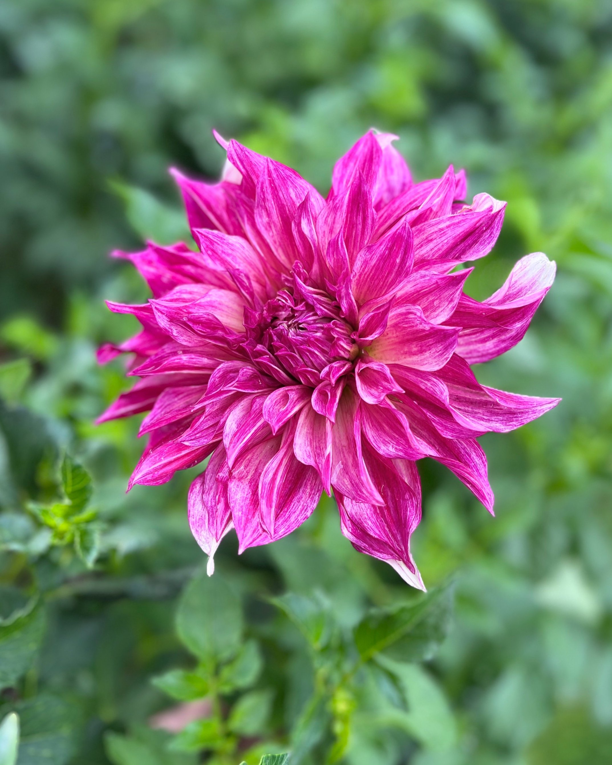 Cafe au Lait Royal: Bright Pink Purple Dahlia Flower