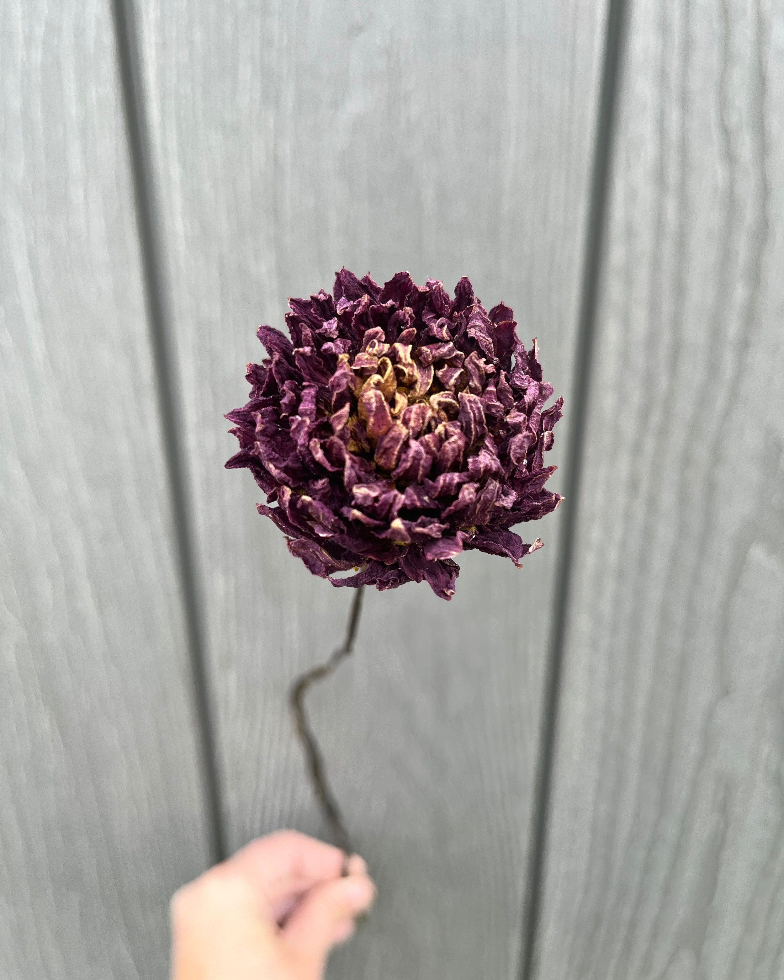 Deep Purple Dried Dahlia