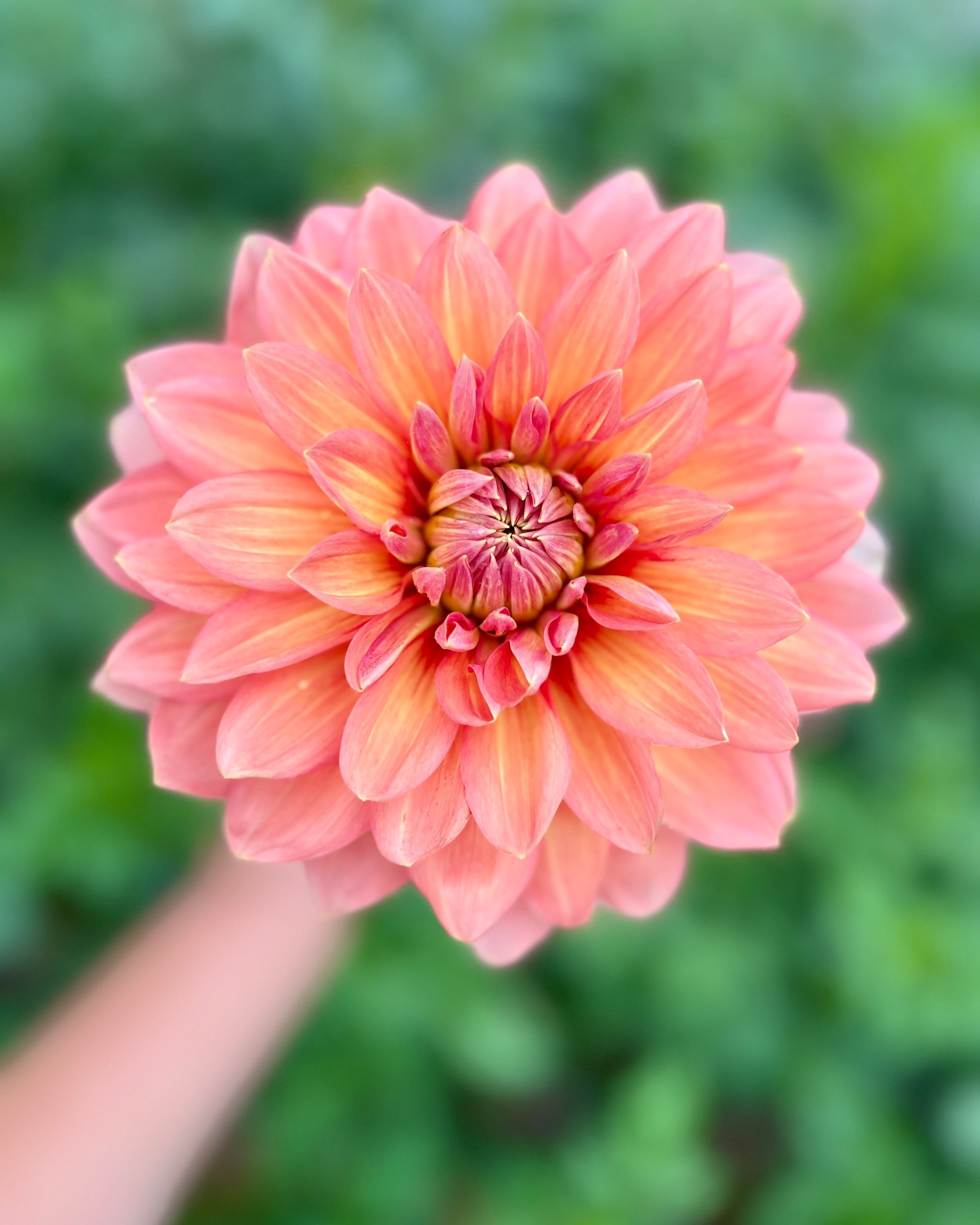 Nicholas Dahlia: a soft orange waterlily dahlia flower