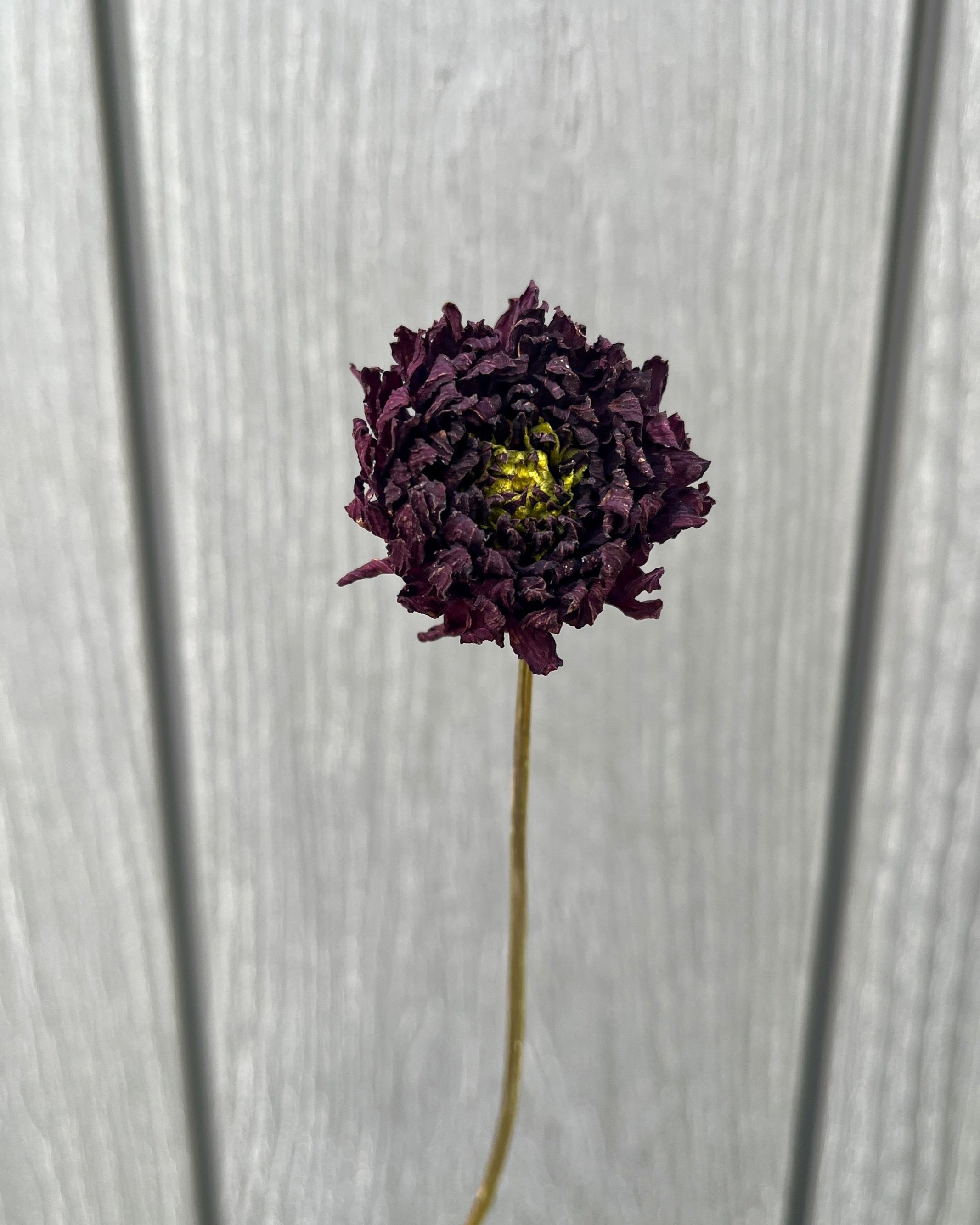 Dark Red Purple Dried Dahlia Flower