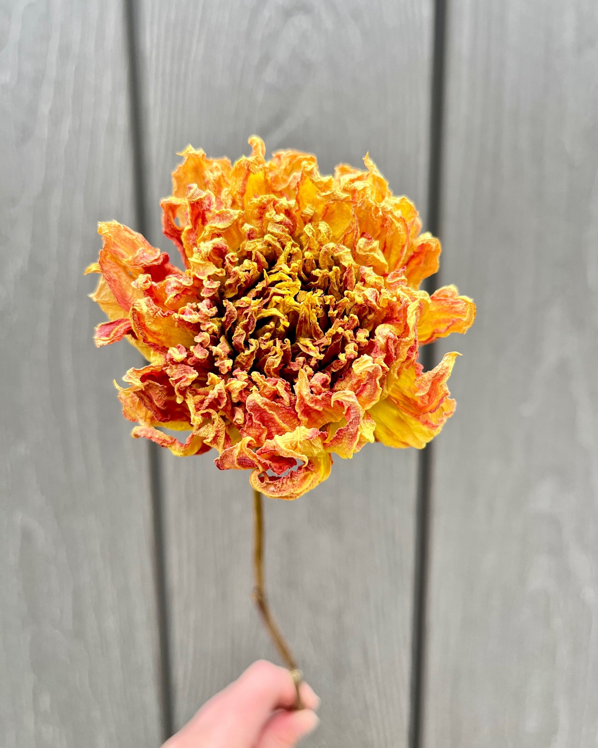 Yellow Orange Peach Dried Dahlia Flower
