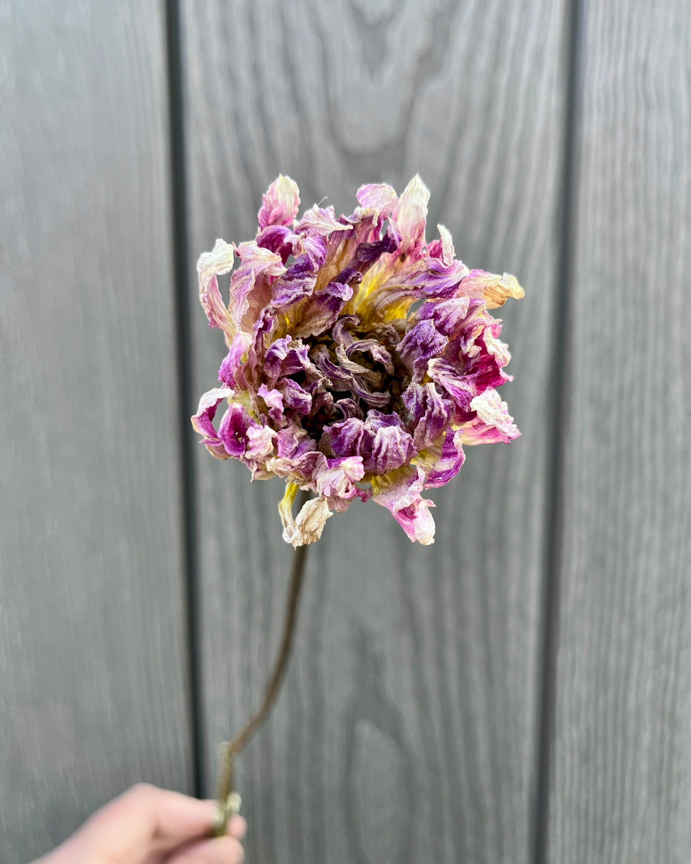 Lavender Purple Dried Dahlia Flower