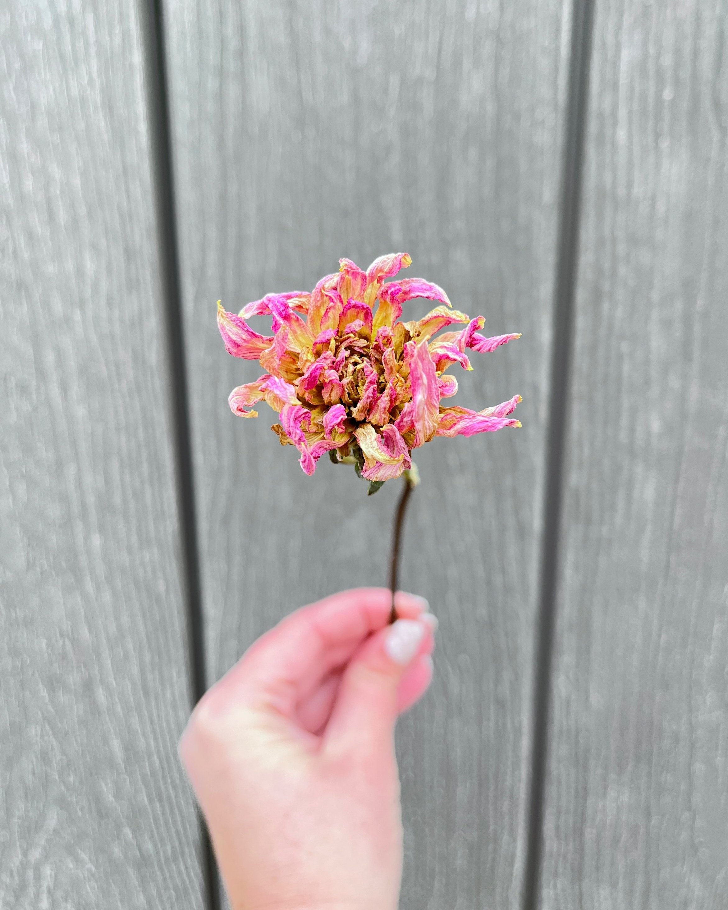 Pink Purple Dried Dahlia Flower