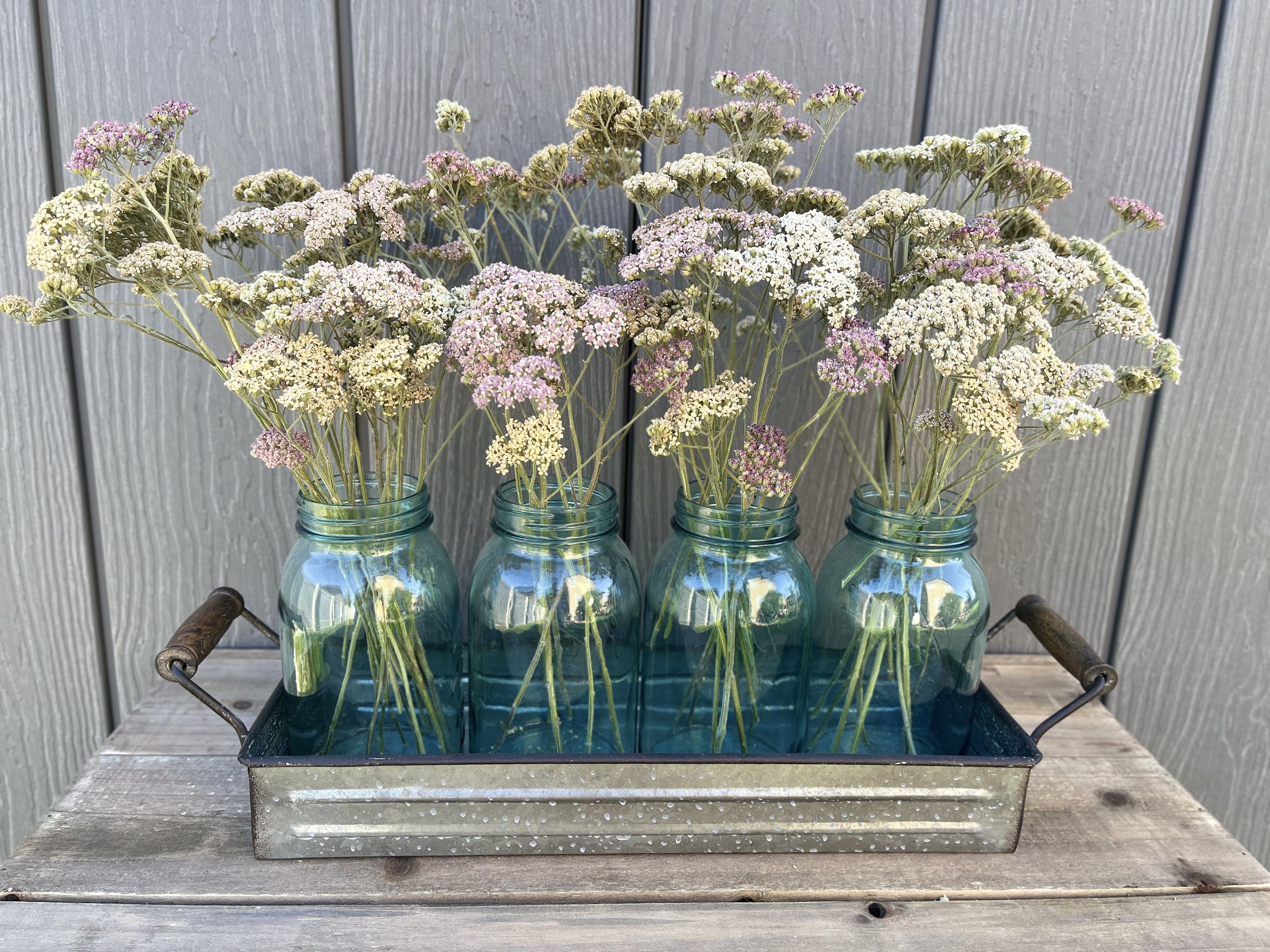 Dried Yarrow Flowers