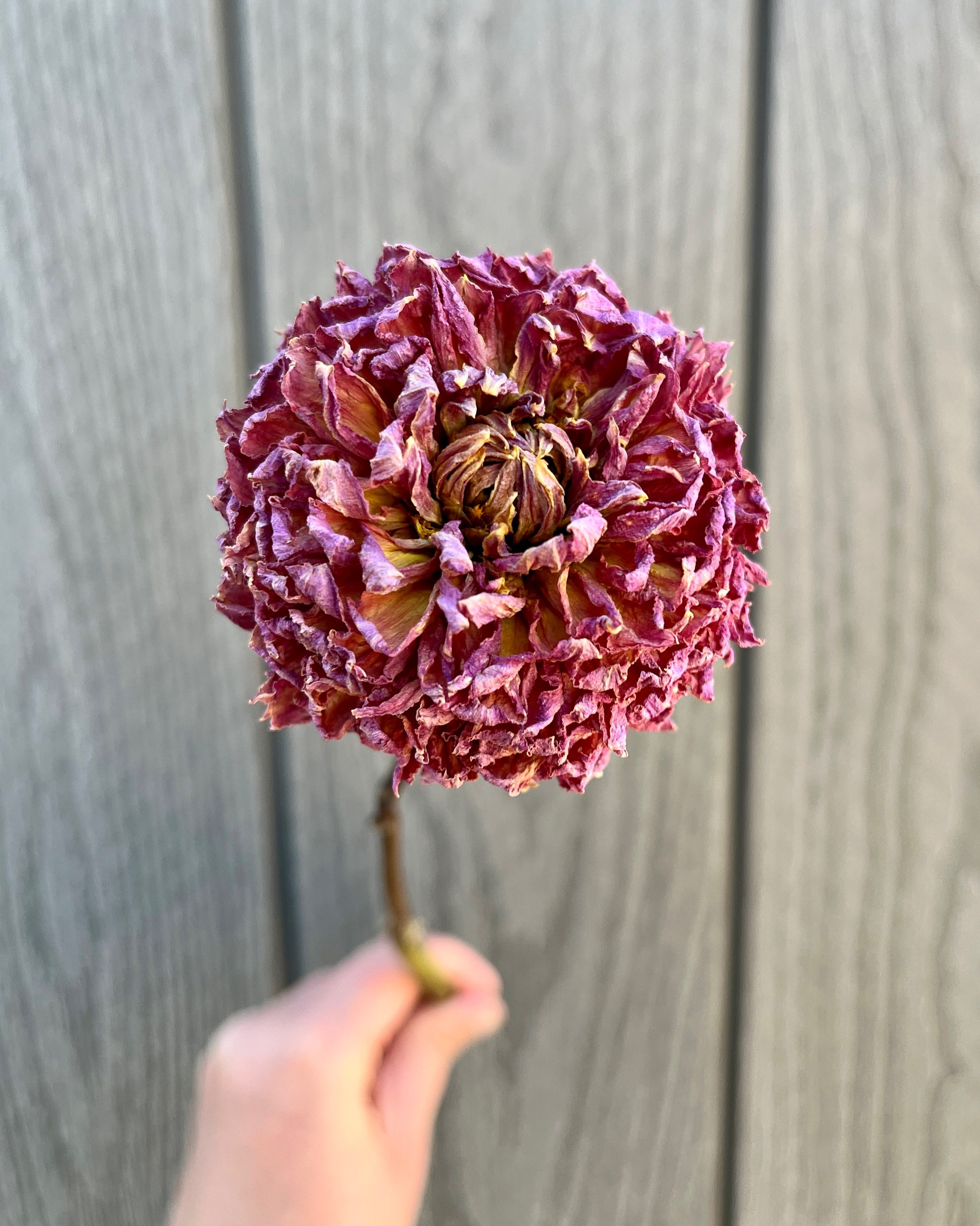 Purple Pink Dried Dahlia Flower