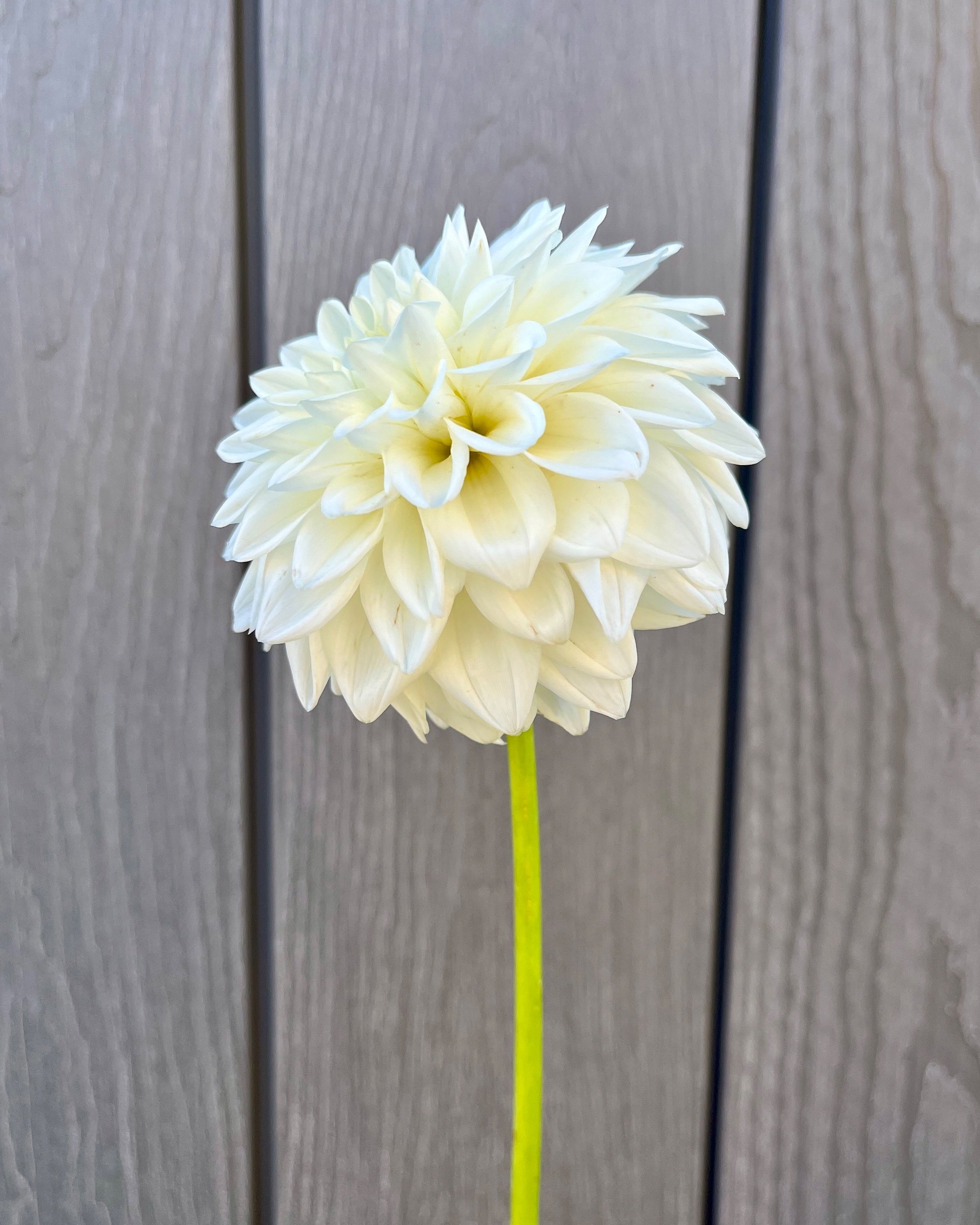 Blizzard: Snow White Dahlia Flower