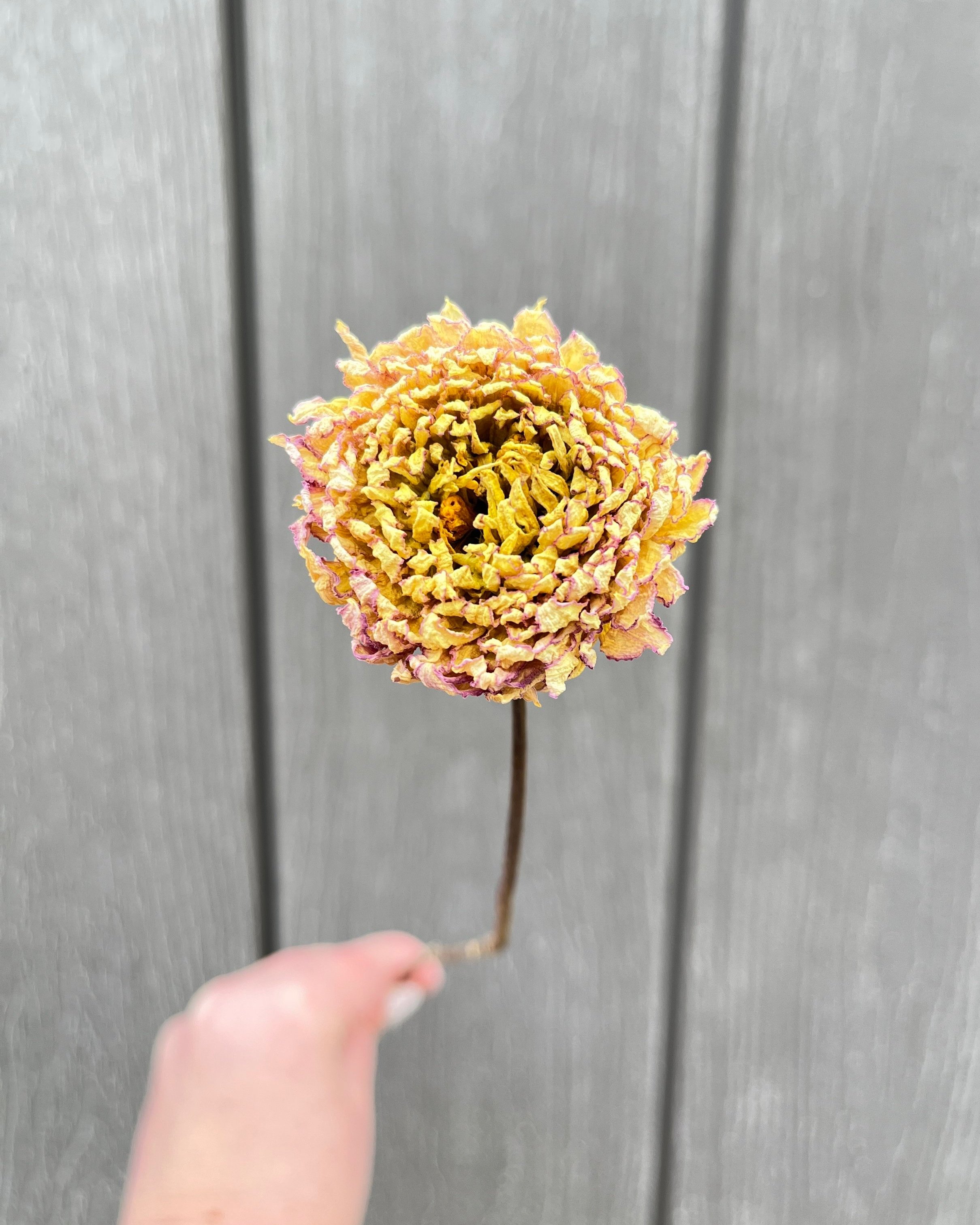 Soft Yellow and Lavender Dried Dahlia Flower