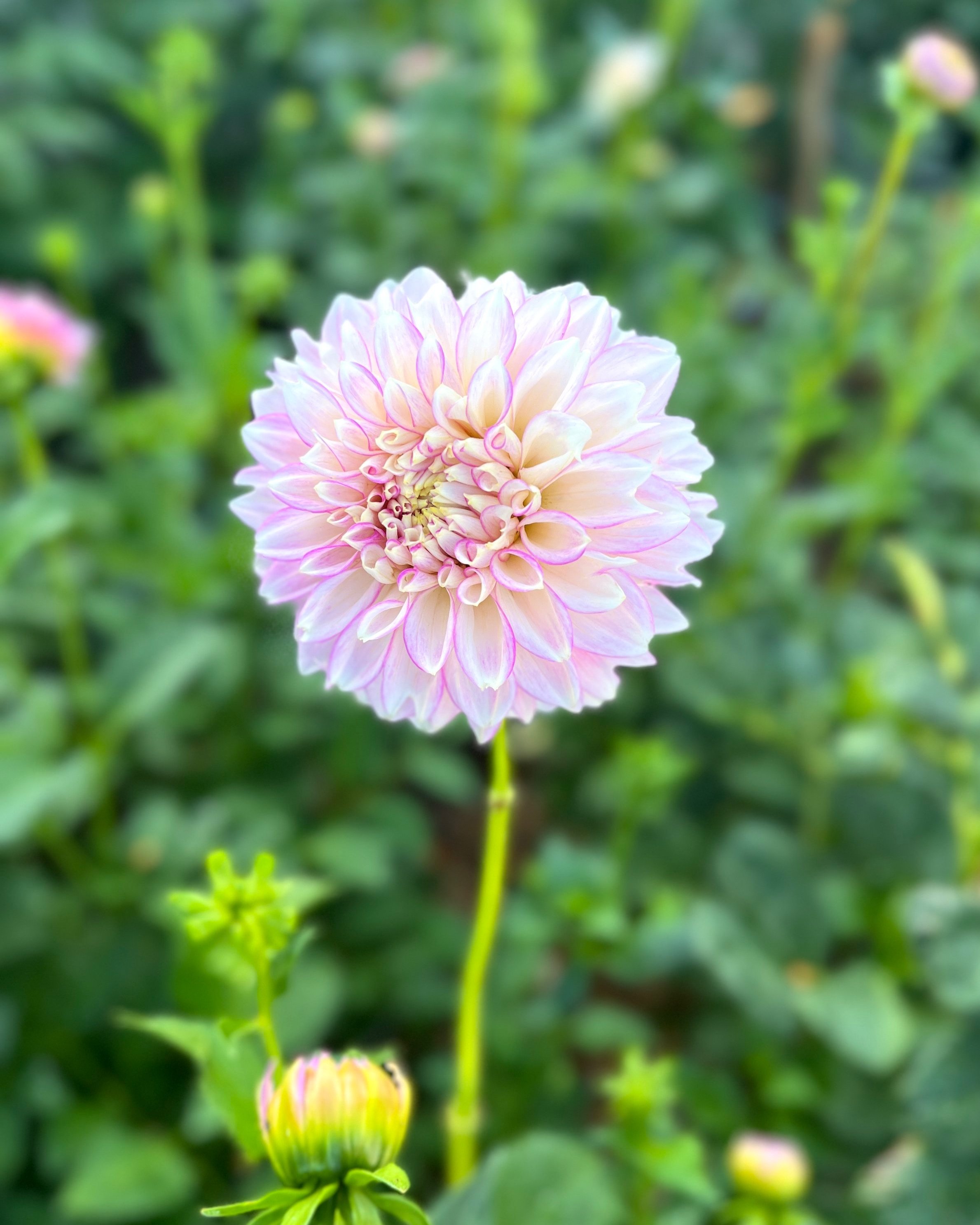 Maltby Pearl Dahlia: Soft Pink and White Flower