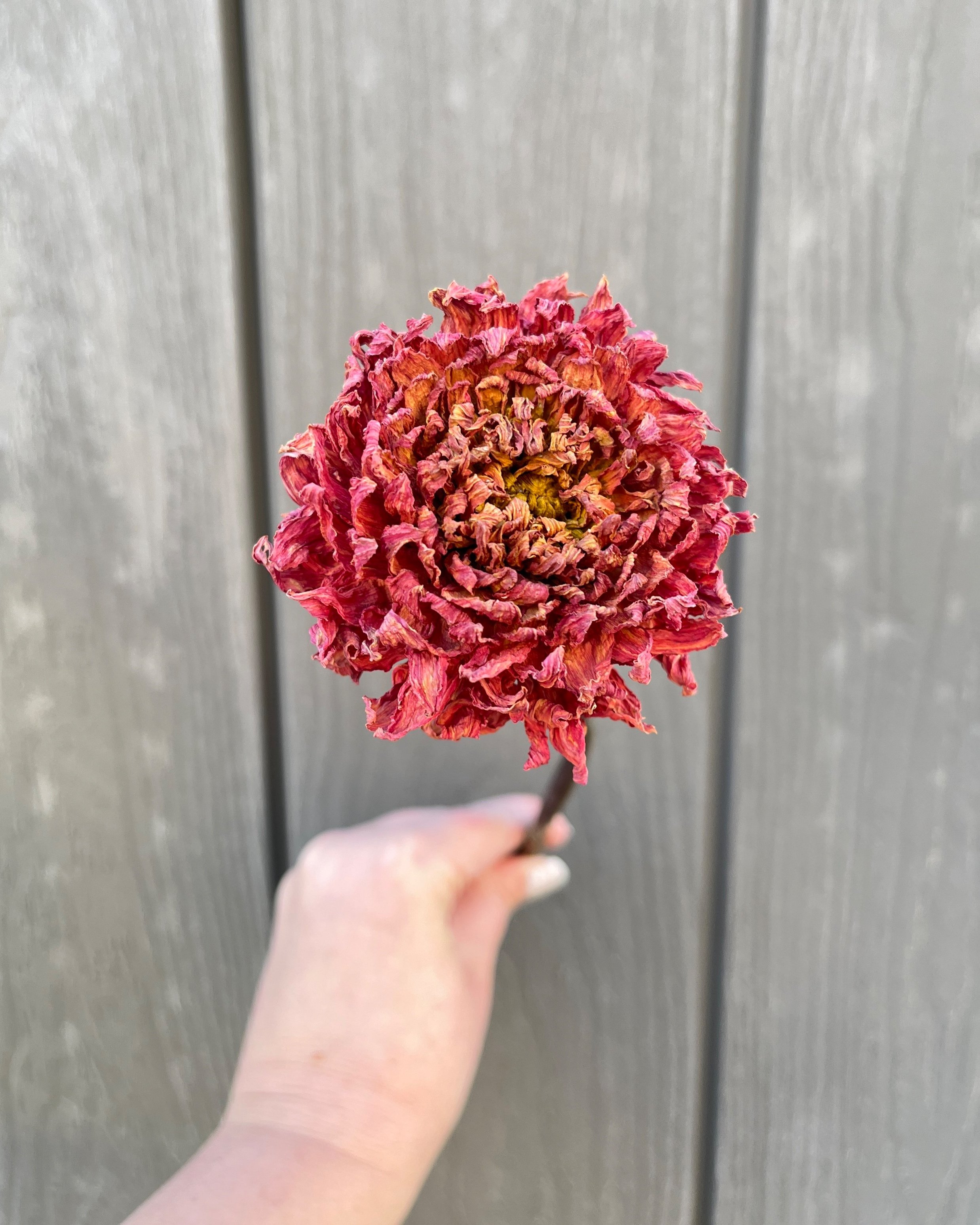 Red Rust Dried Dahlia Flower