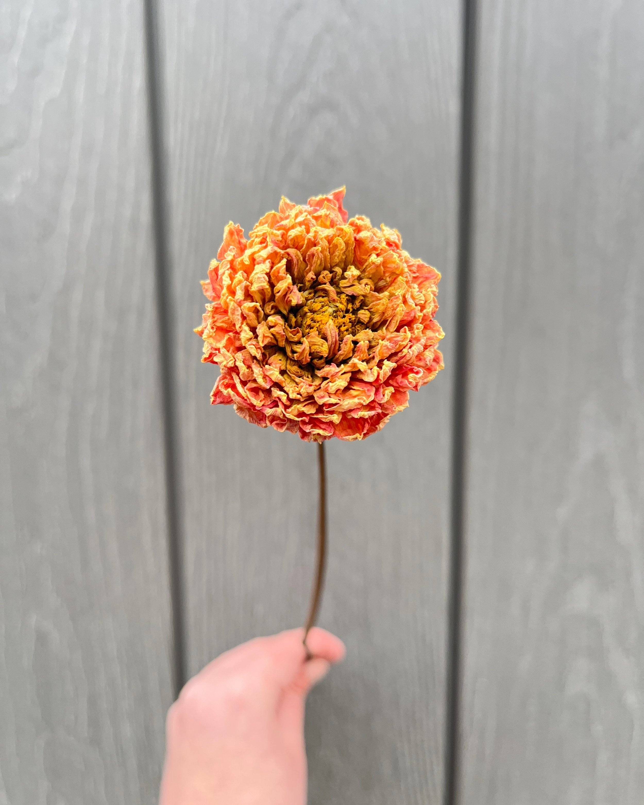 Peach, Orange, Yellow Dried Dahlia Flower