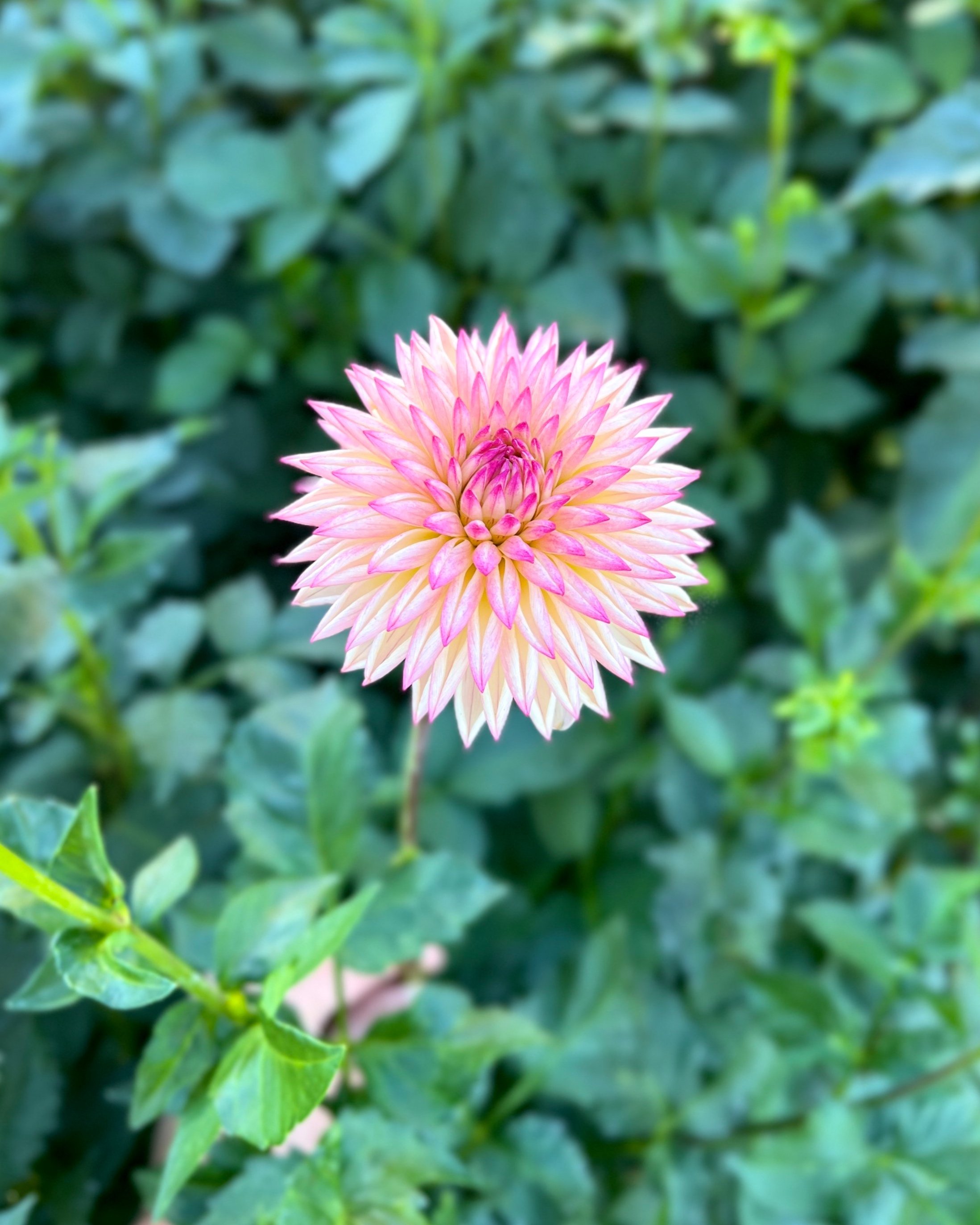 Valley Porcupine Dahlia: a cream with hot pink outlines novelty fully double dahlia flower