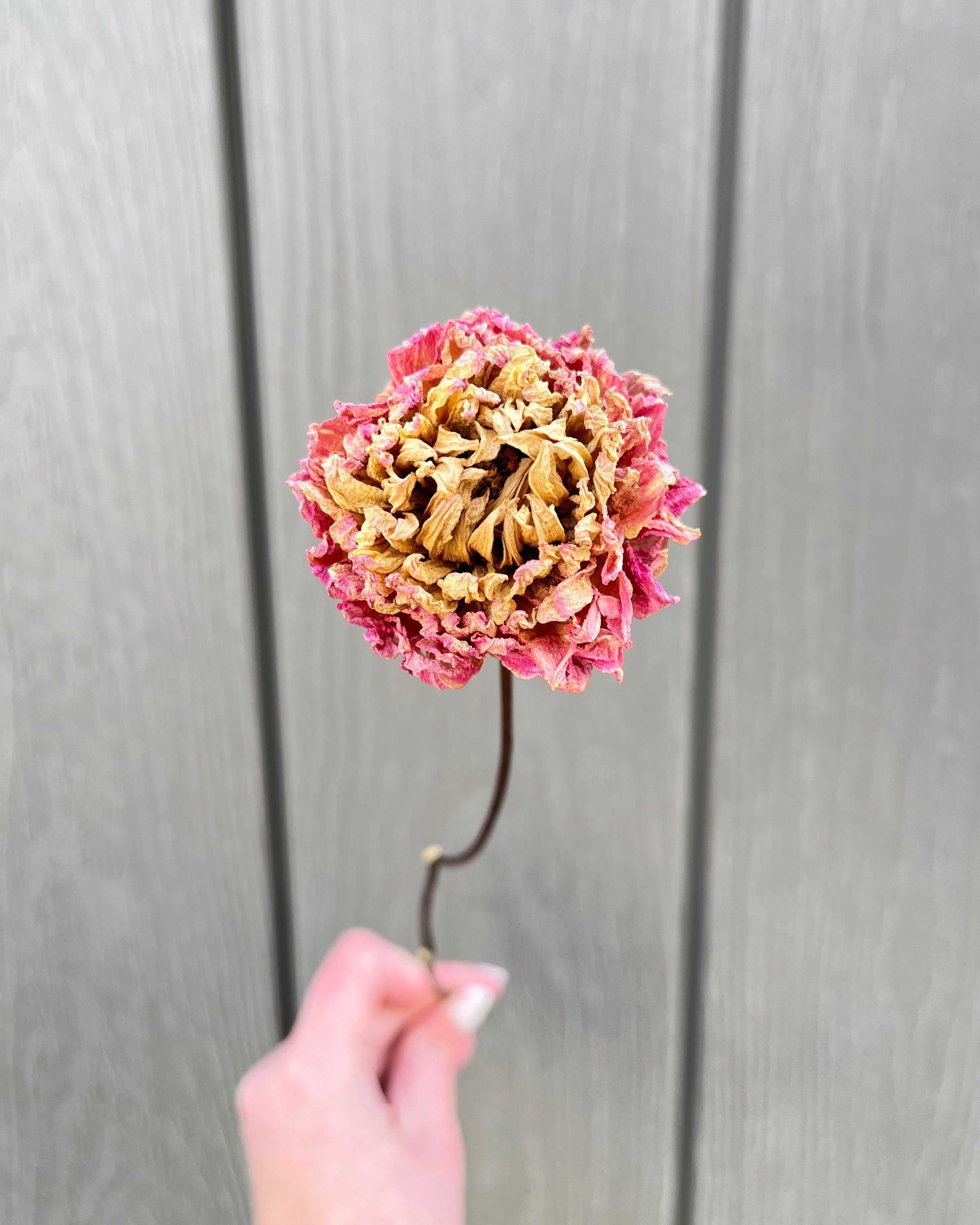 Pink Purple Cream Dried Dahlia Flower