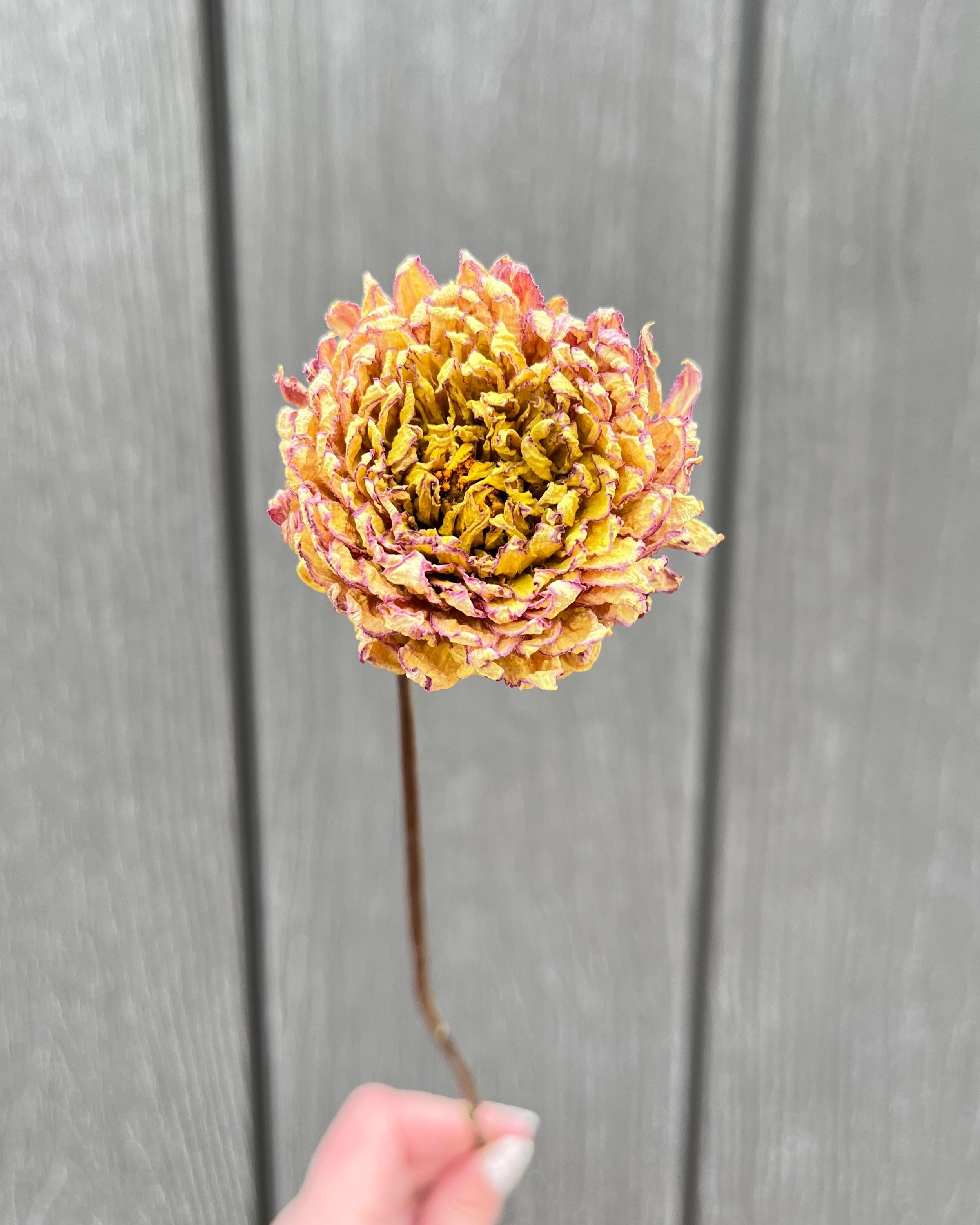 Soft Yellow and Lavender Dried Dahlia Flower