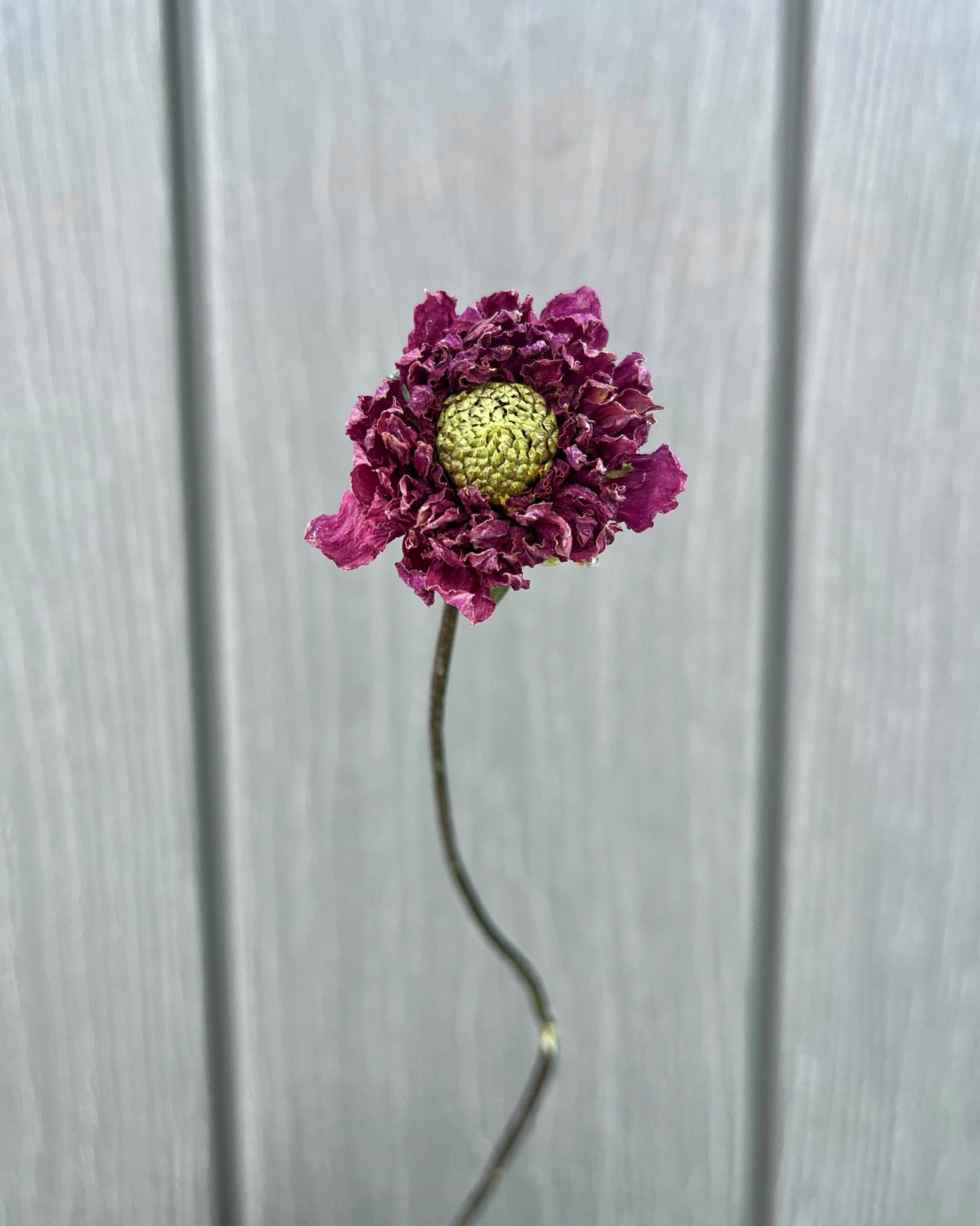 Purple Dried Dahlia Flower