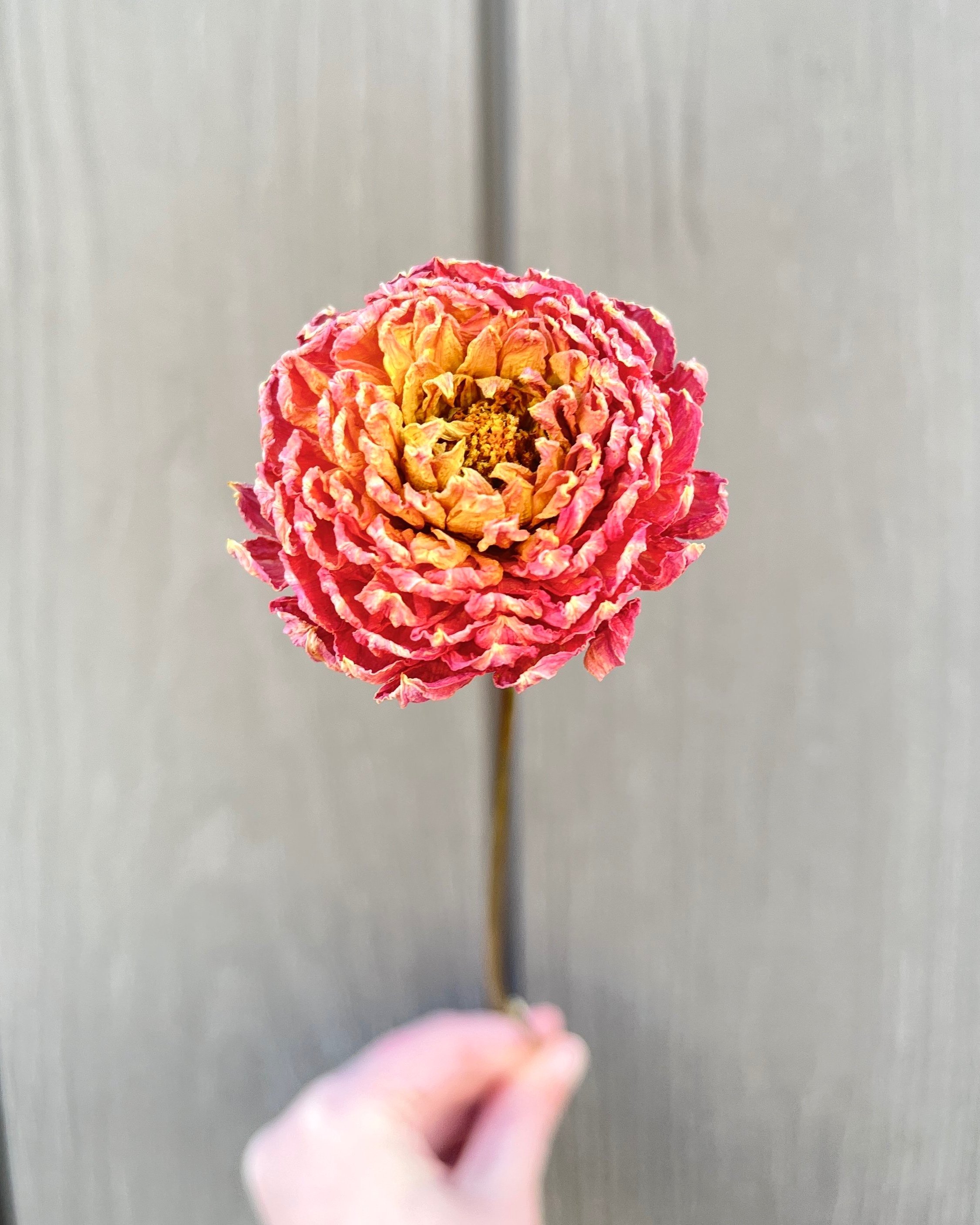 Peach Orange Dried Dahlia Flower