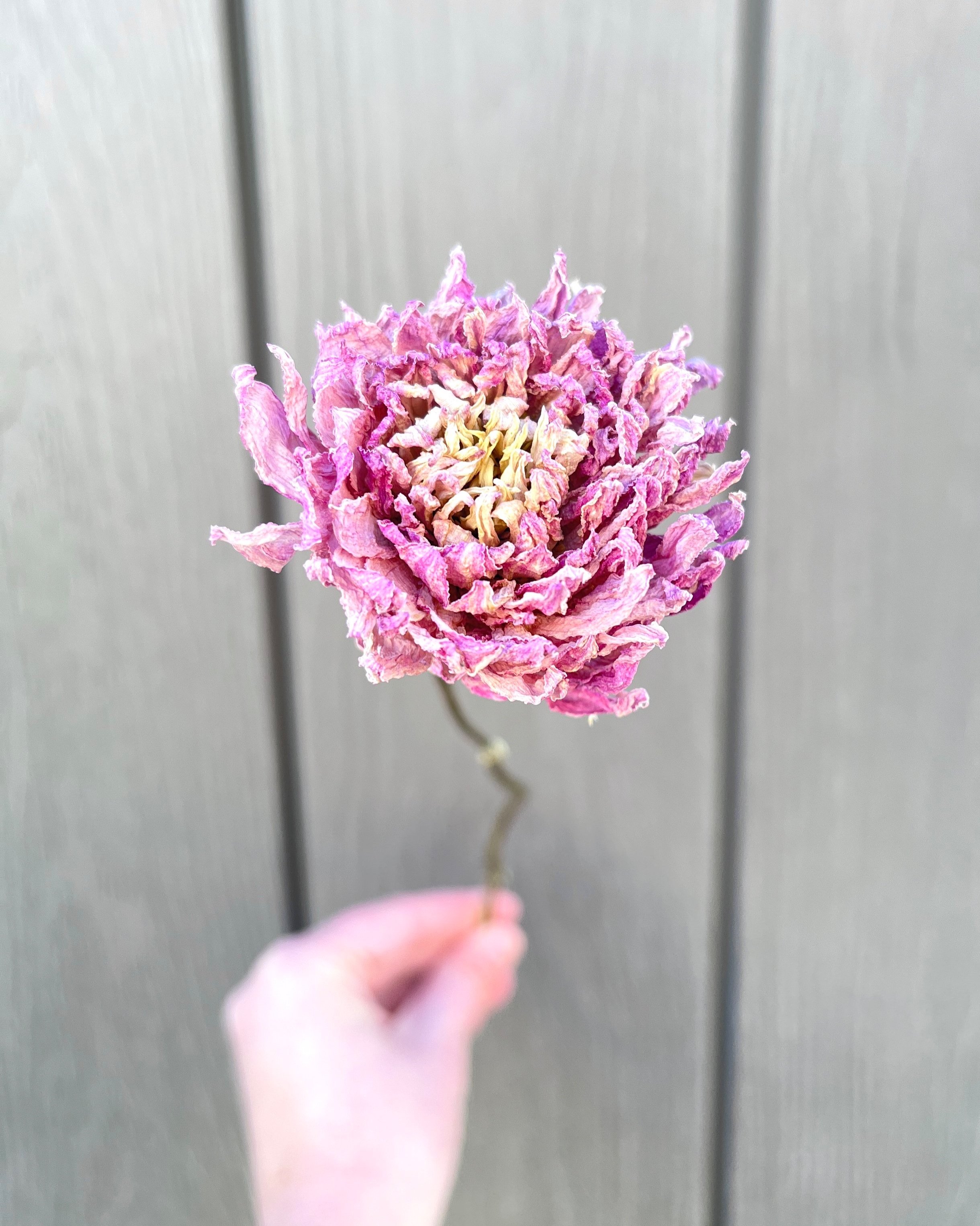 Lavender Pink Purple Dried Dahlia Flower