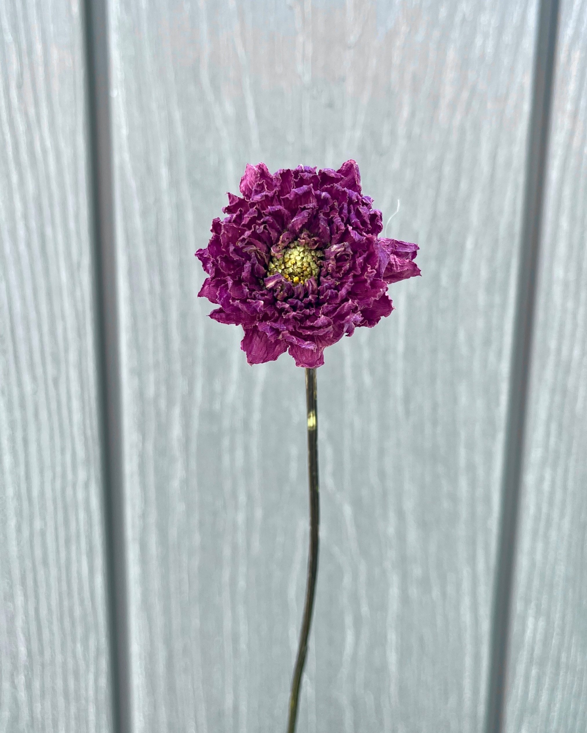 Purple Dried Dahlia Flower