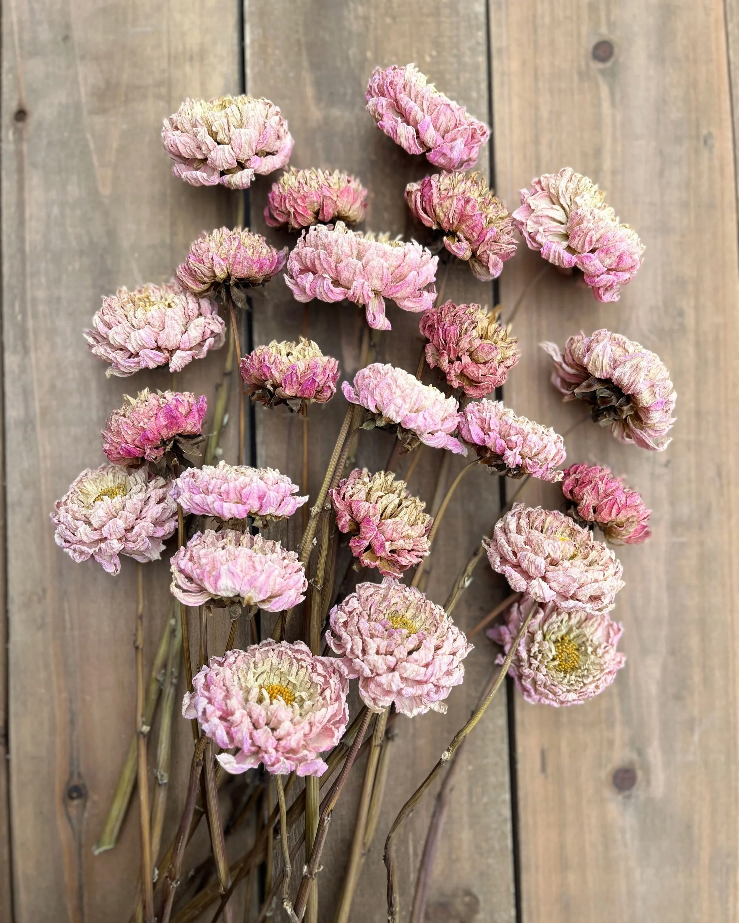 Soft Pink Dried Dahlia Flowers