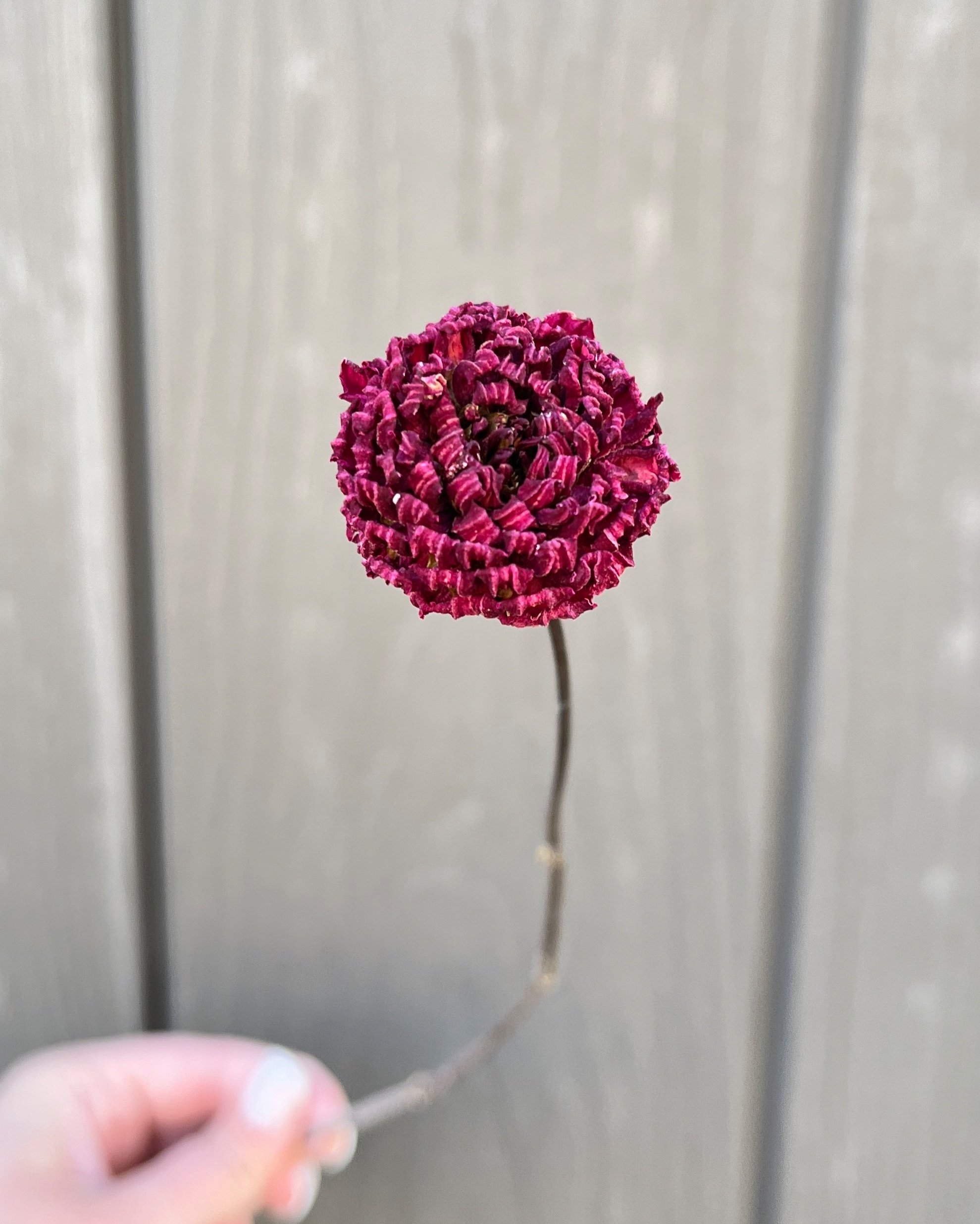 Dark Purple Burgundy Dried Dahlia Flower