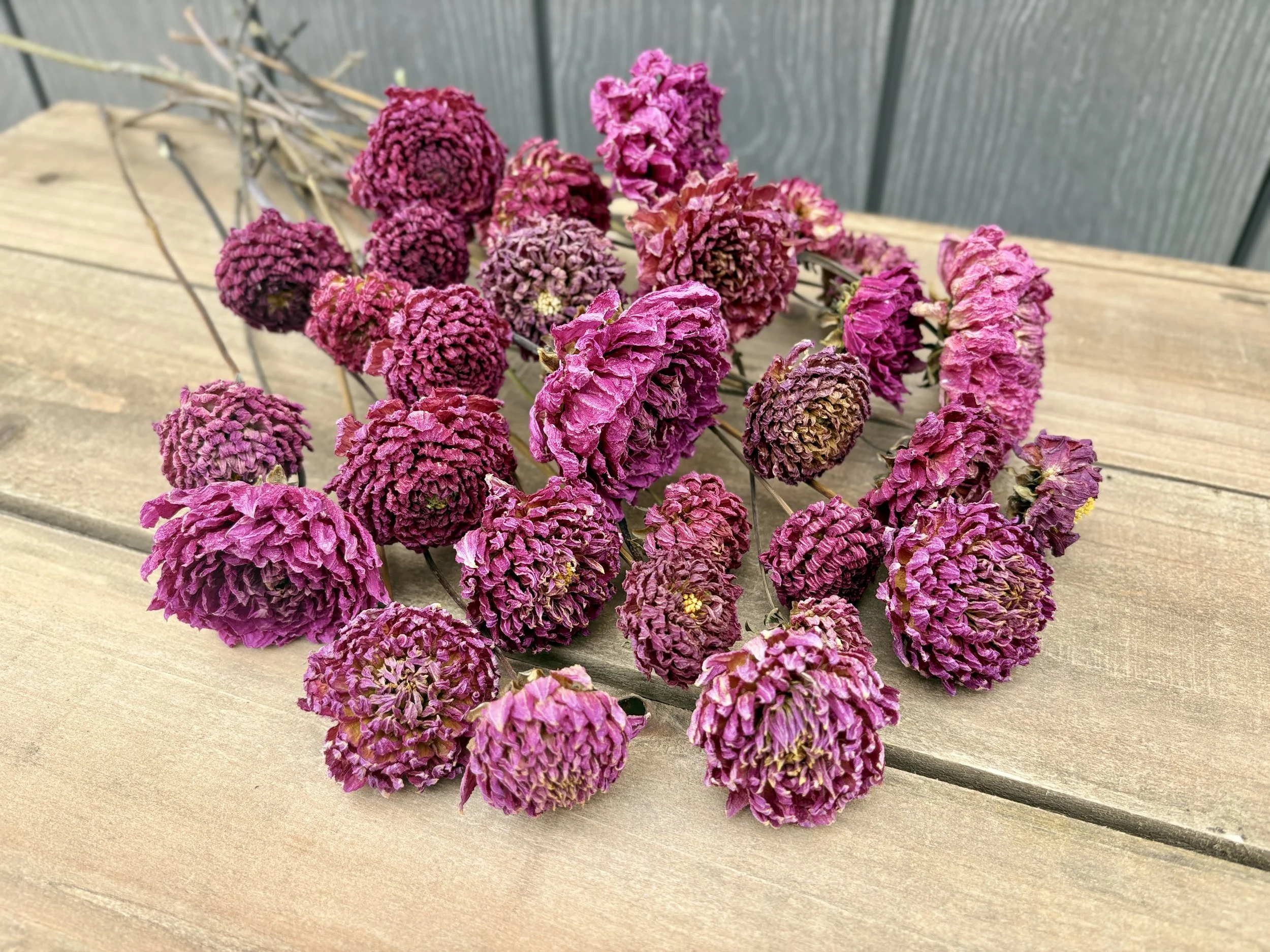 Purple Pink Dried Dahlia Flowers