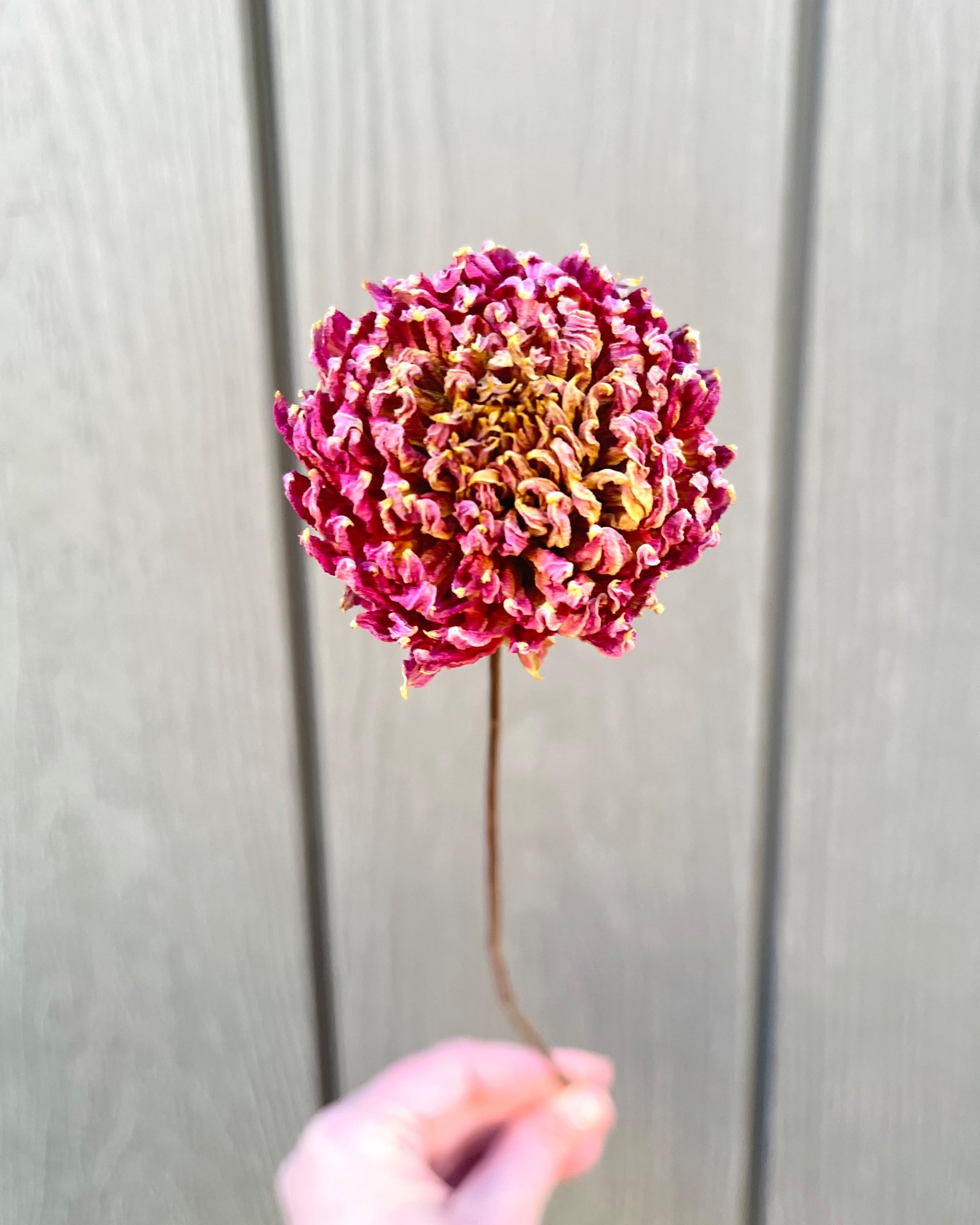 Purple Pink Dried Dahlia Flower