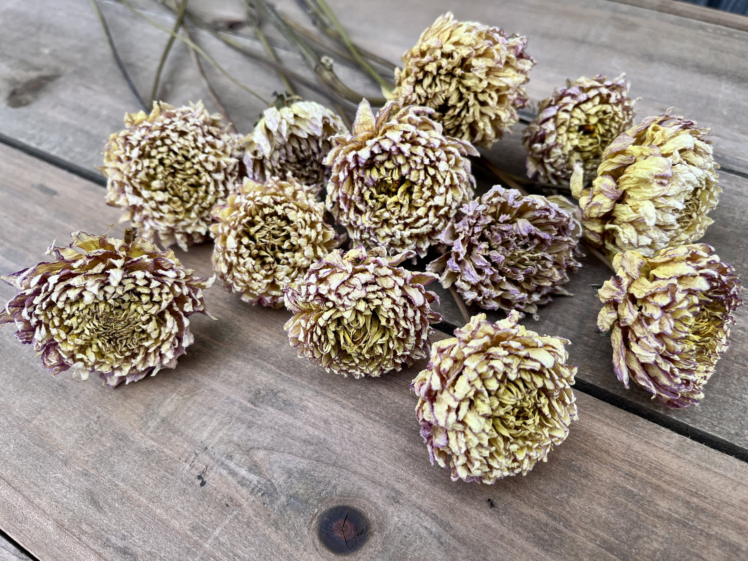 Soft Yellow and Lavender Dried Dahlia Flowers