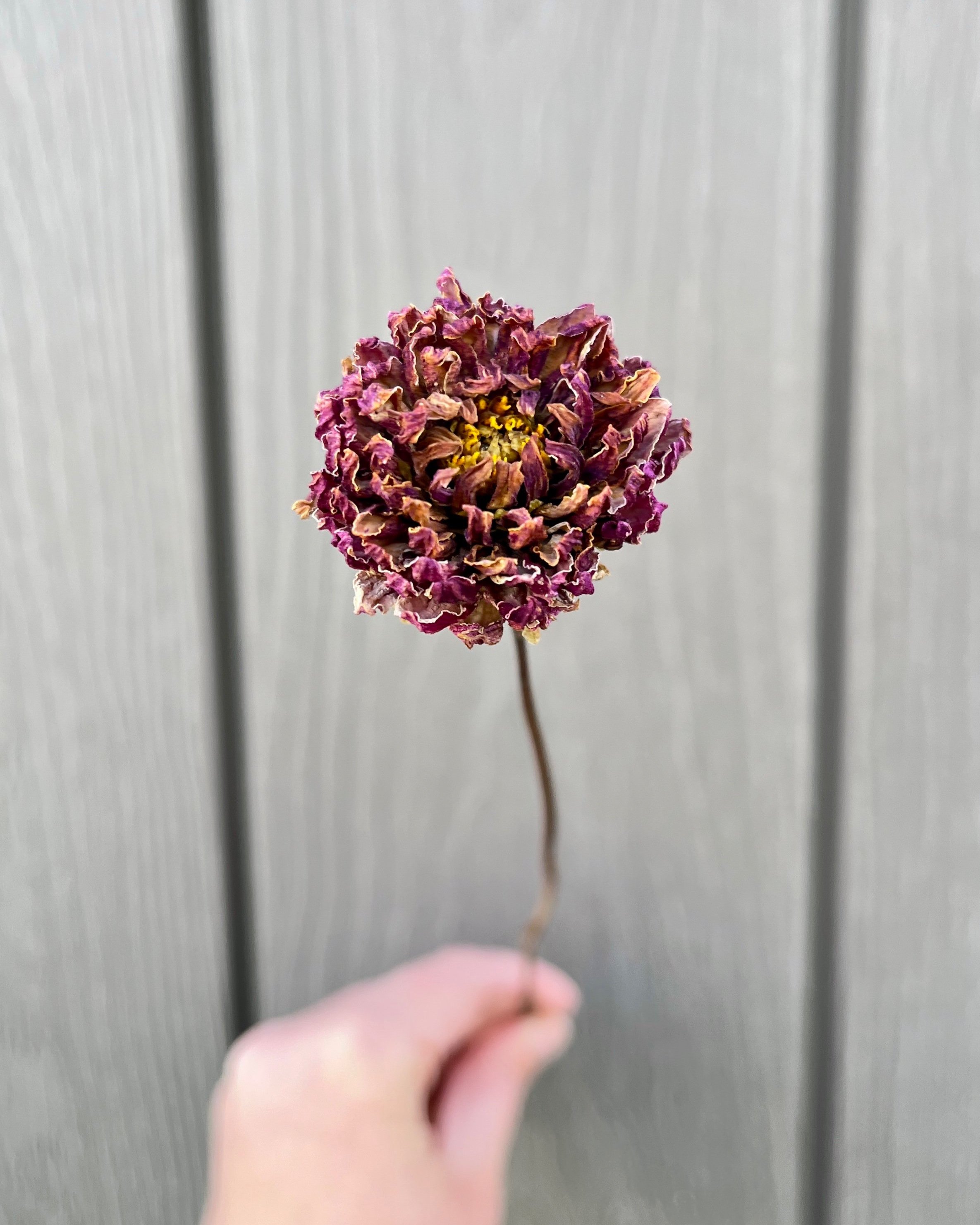 Purple Dried Dahlia Flower