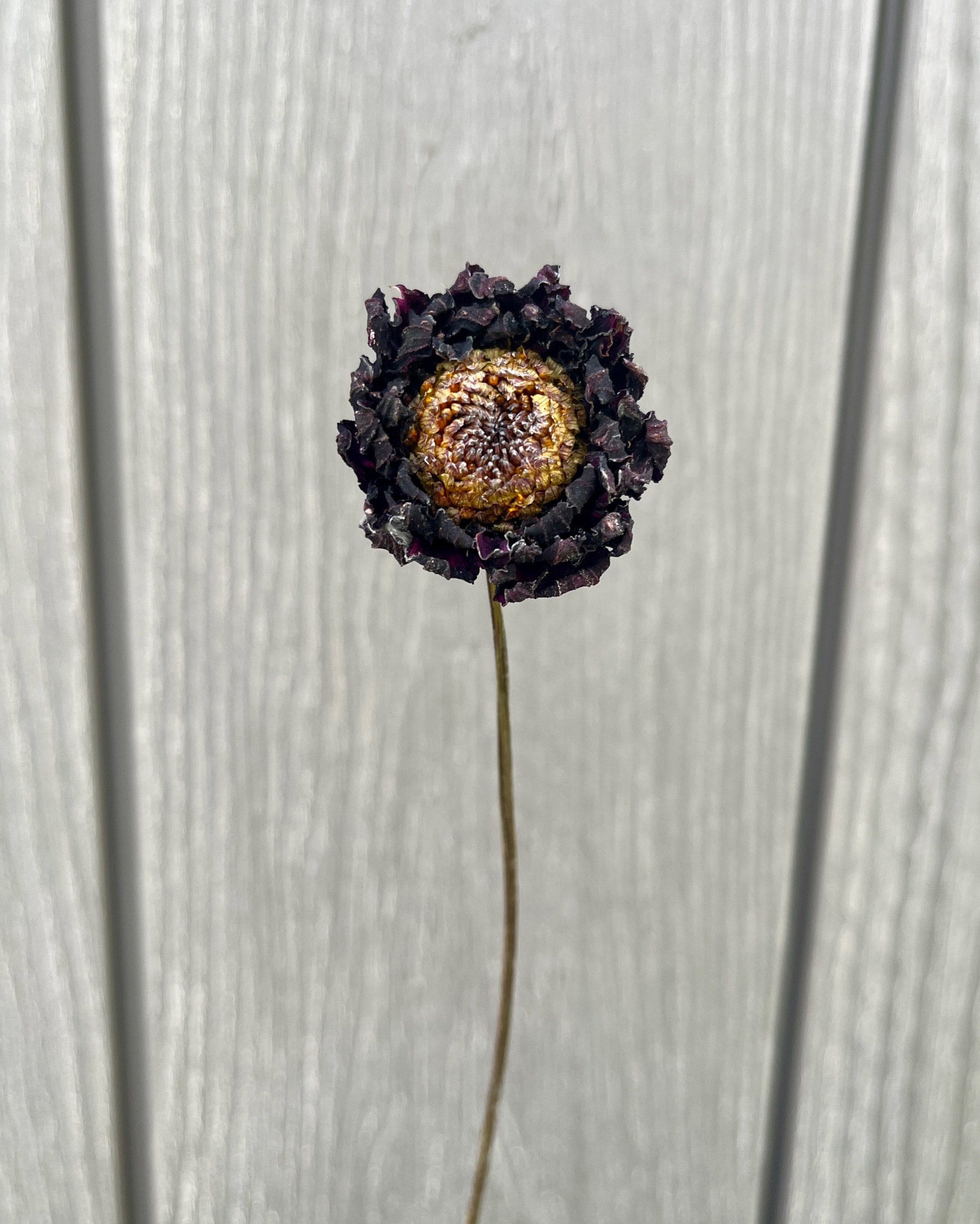 Dark Red Purple Dried Dahlia Flower