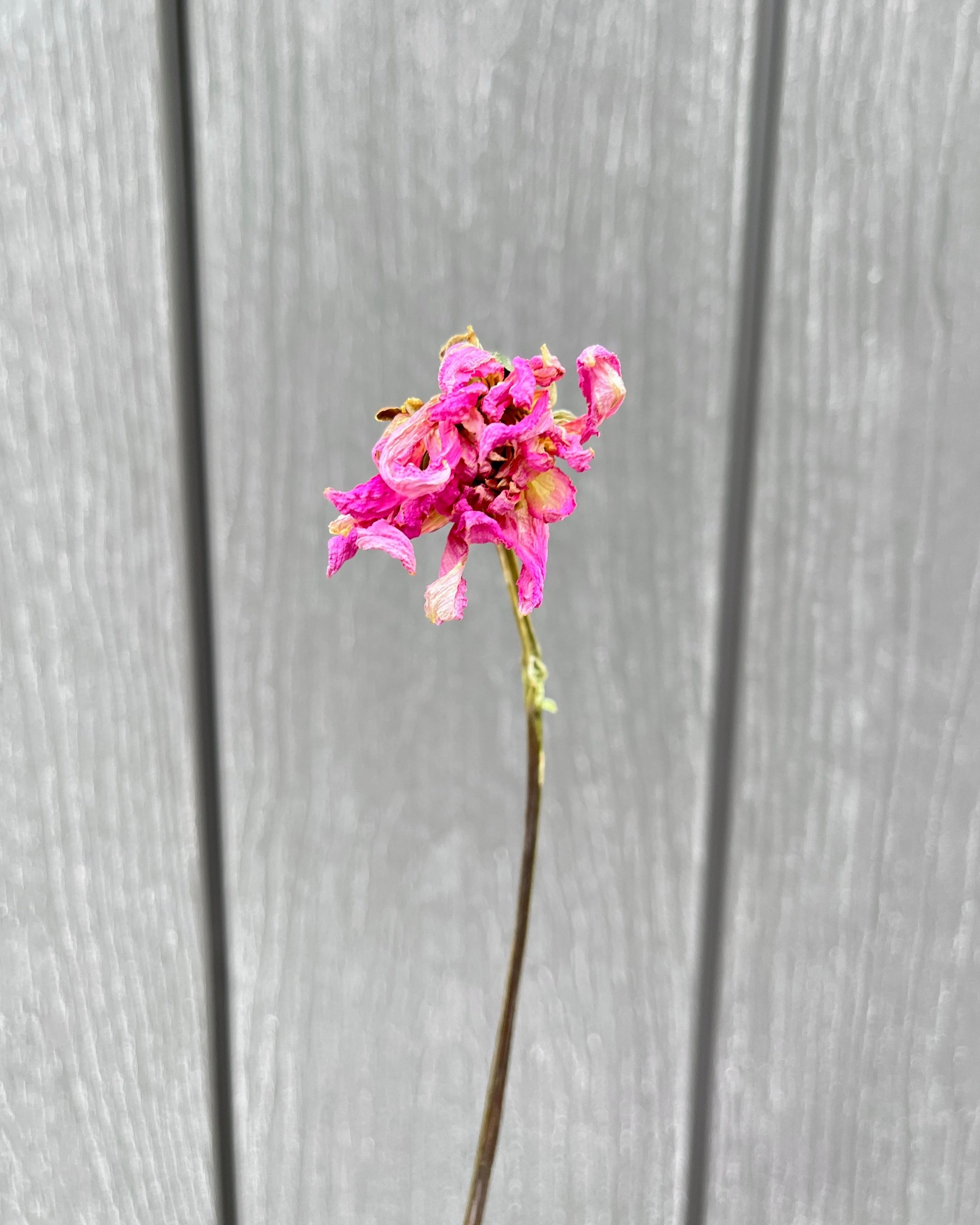 Pink Purple Dried Dahlia Flower