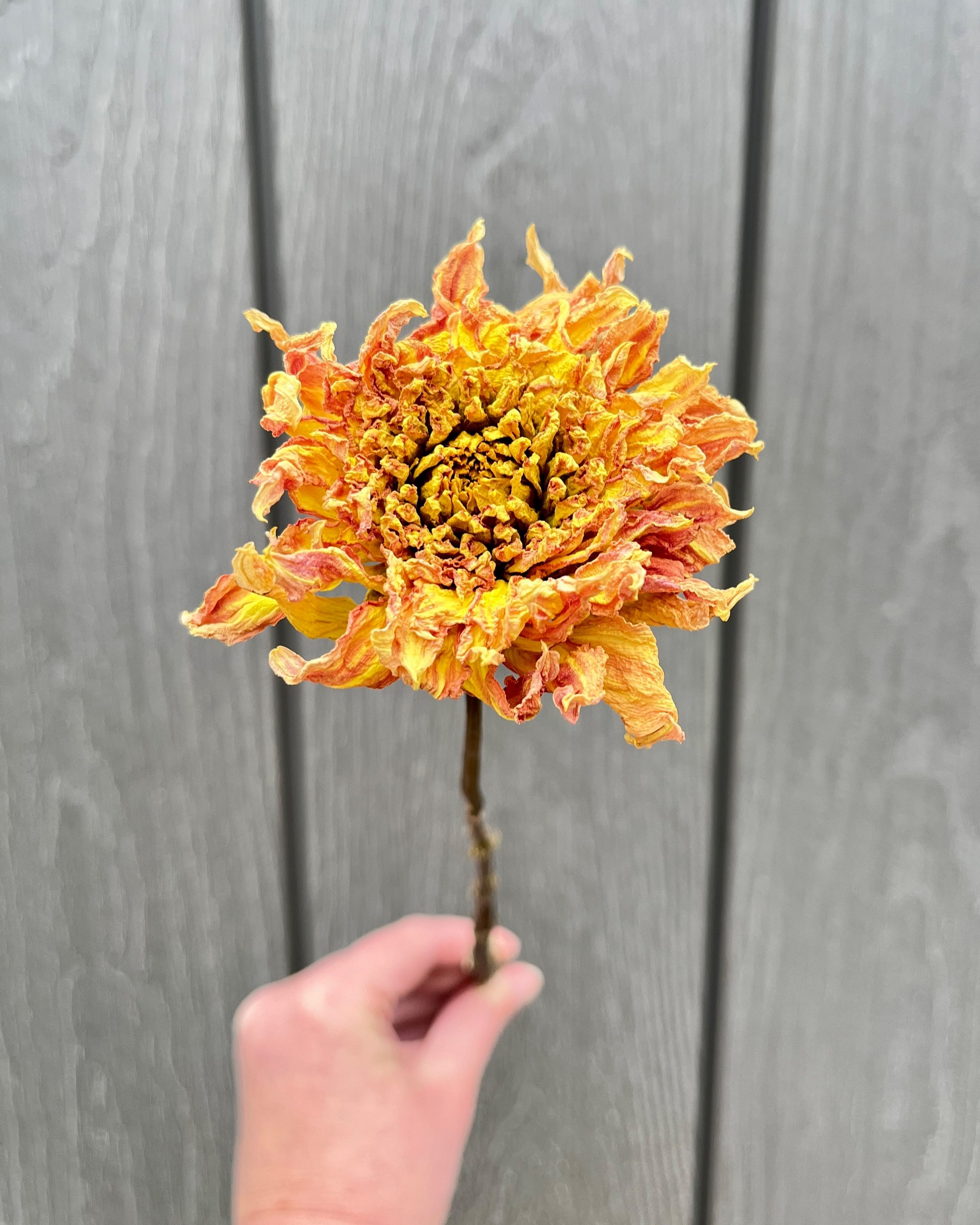 Yellow Orange Peach Dried Dahlia Flower