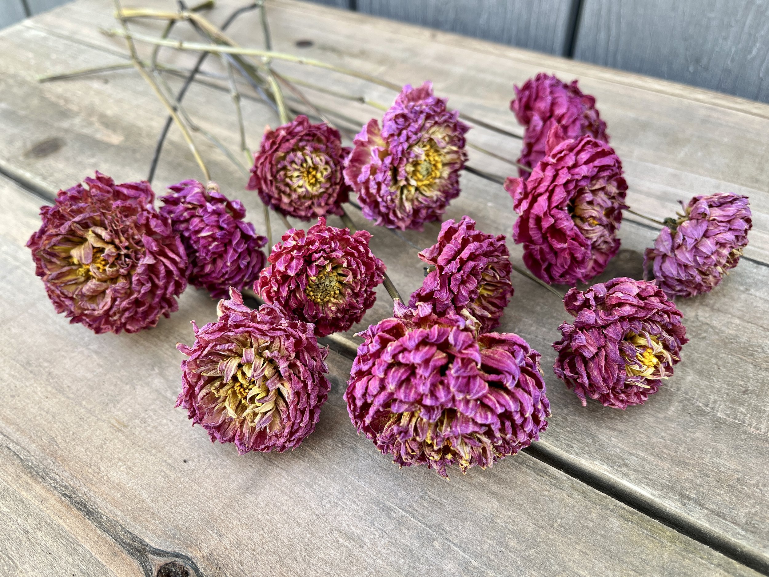 Fuchsia Pink Dried Dahlia Flowers