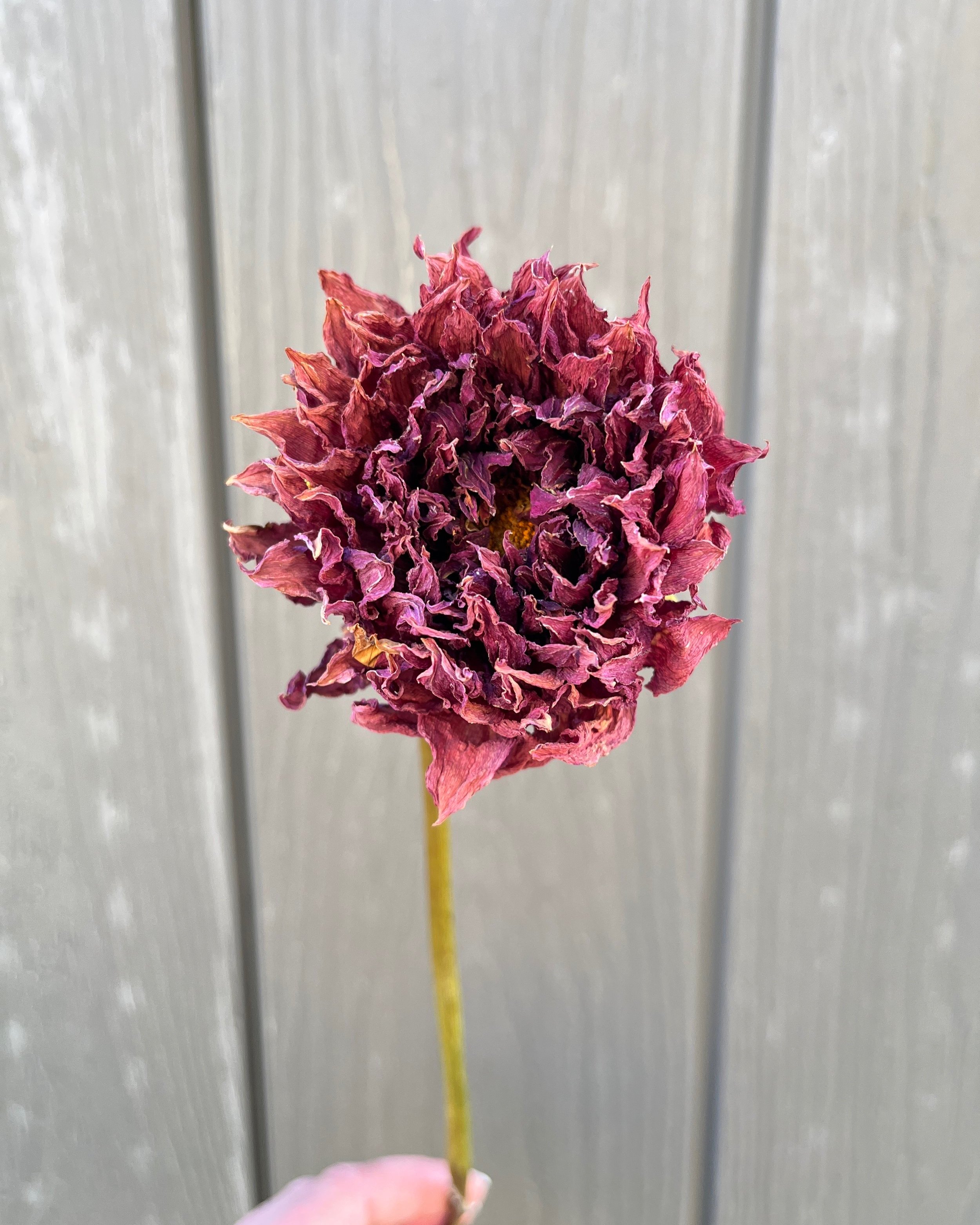 Dark Red Maroon Dried Dahlia Flower