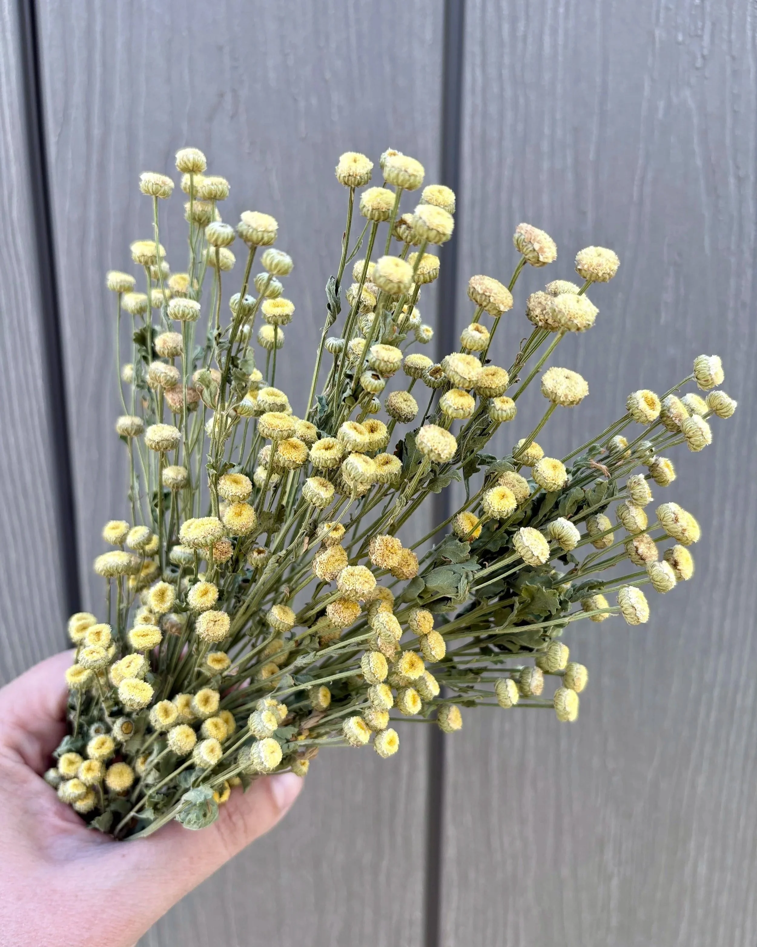 Dried Feverfew Matricaria Yellow Flowers