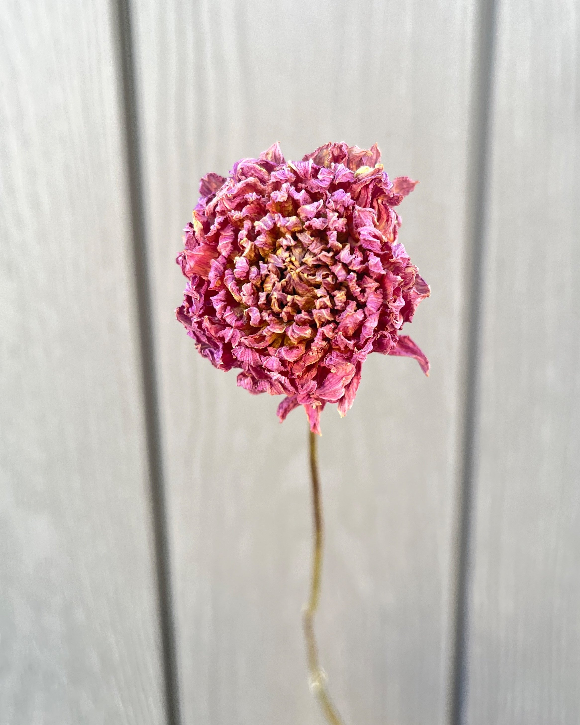 Purple Pink Dried Dahlia Flower