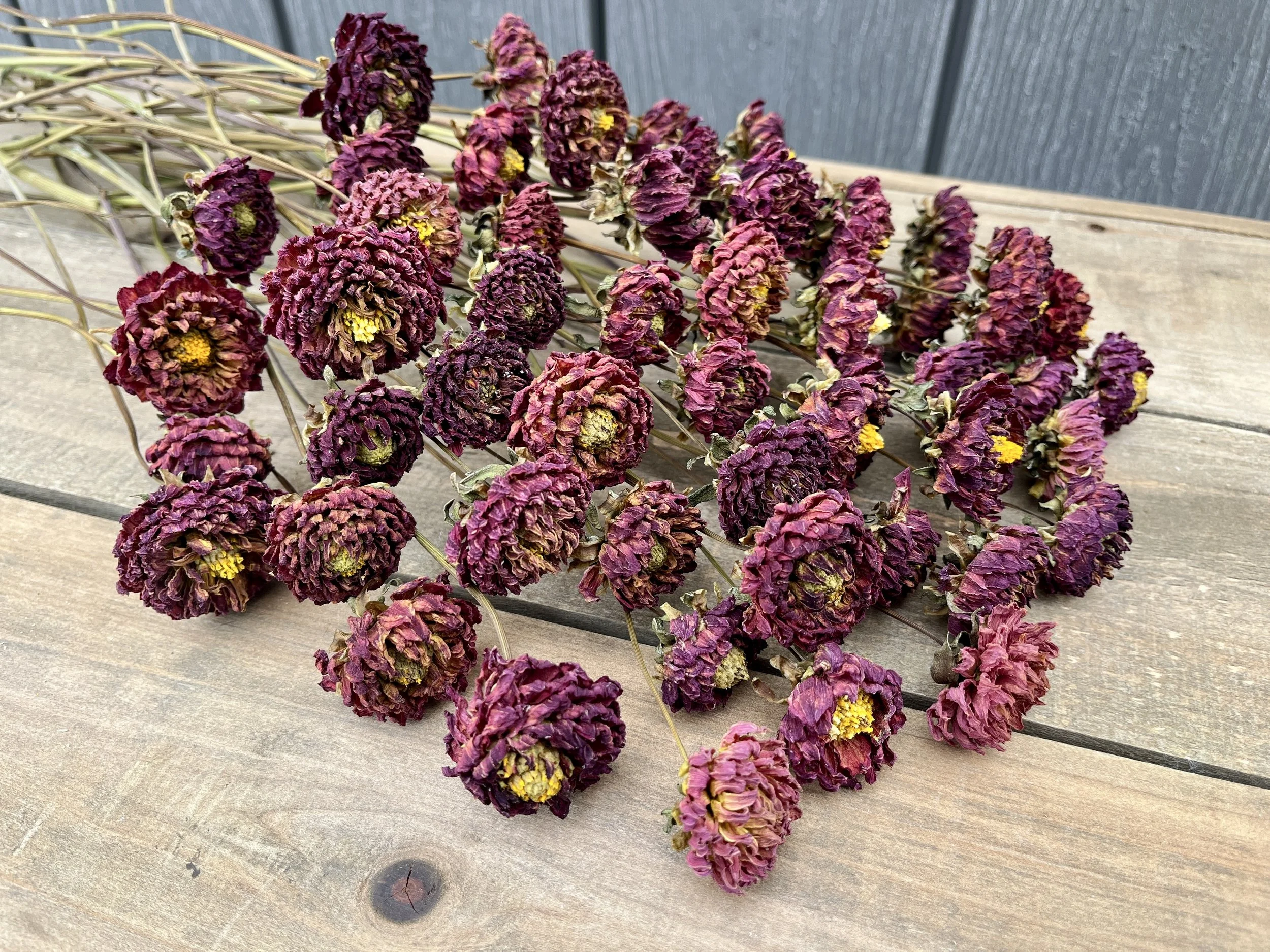 Burgundy, Deep Purple, Dark Red Dried Dahlia Flowers