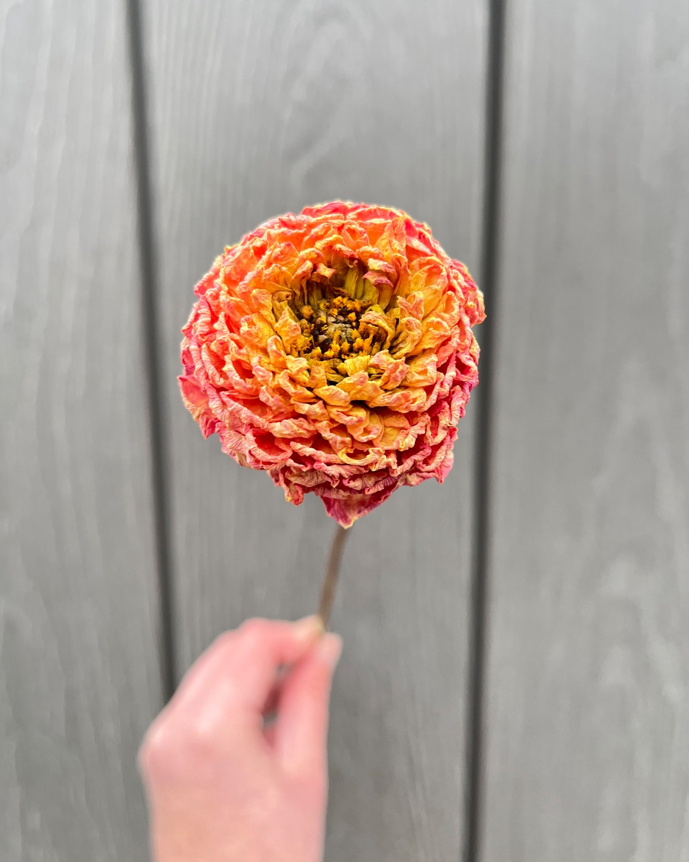 Peach, Orange, Yellow Dried Dahlia Flower