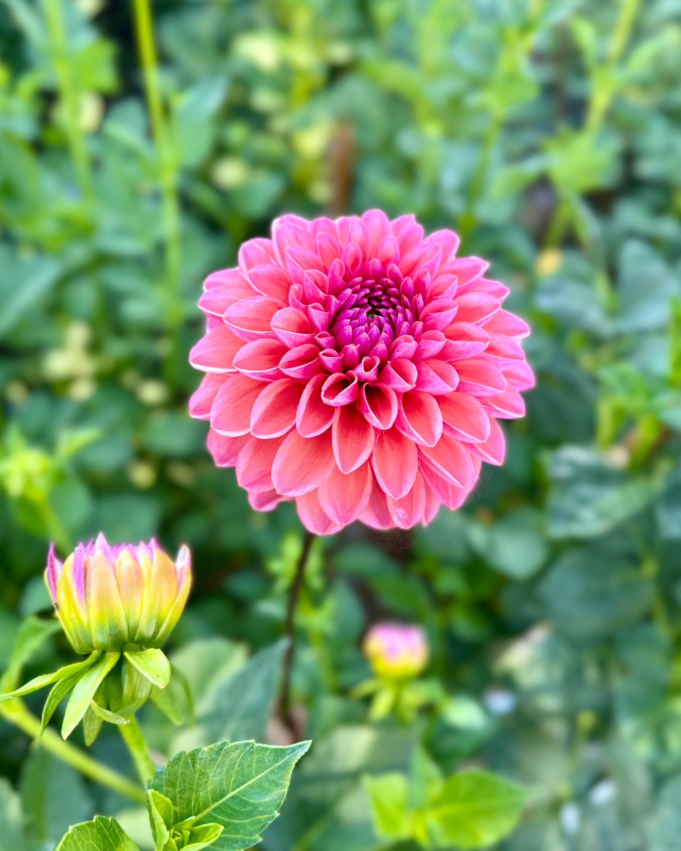 Daisy Duke Dahlia: a pink formal decorative dahlia flower