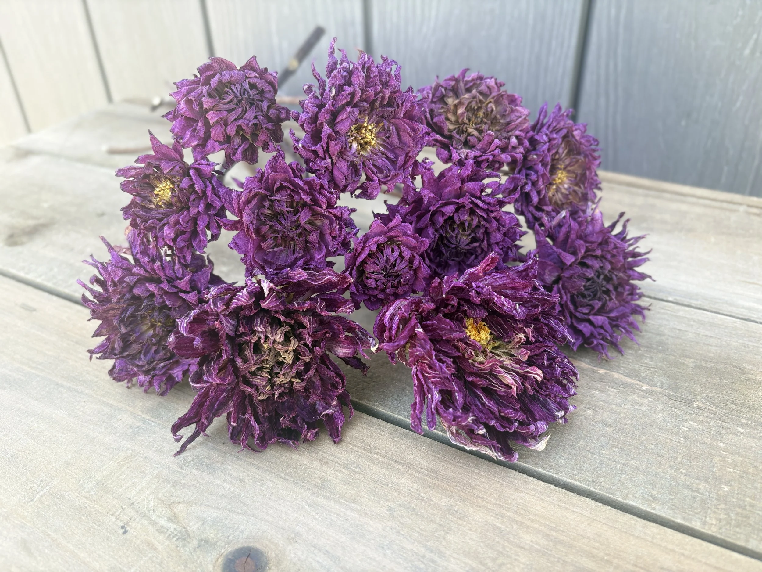 Purple Dried Dahlia Flowers