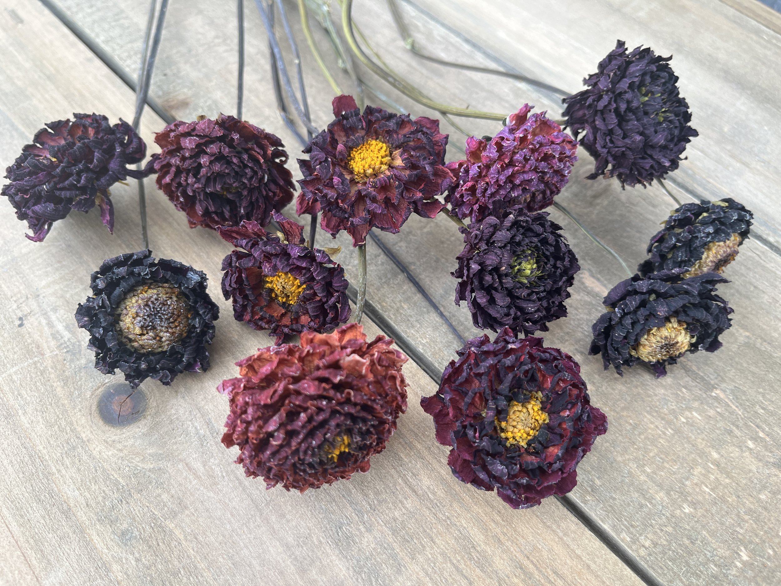 Dark Red Purple Dried Dahlia Flowers