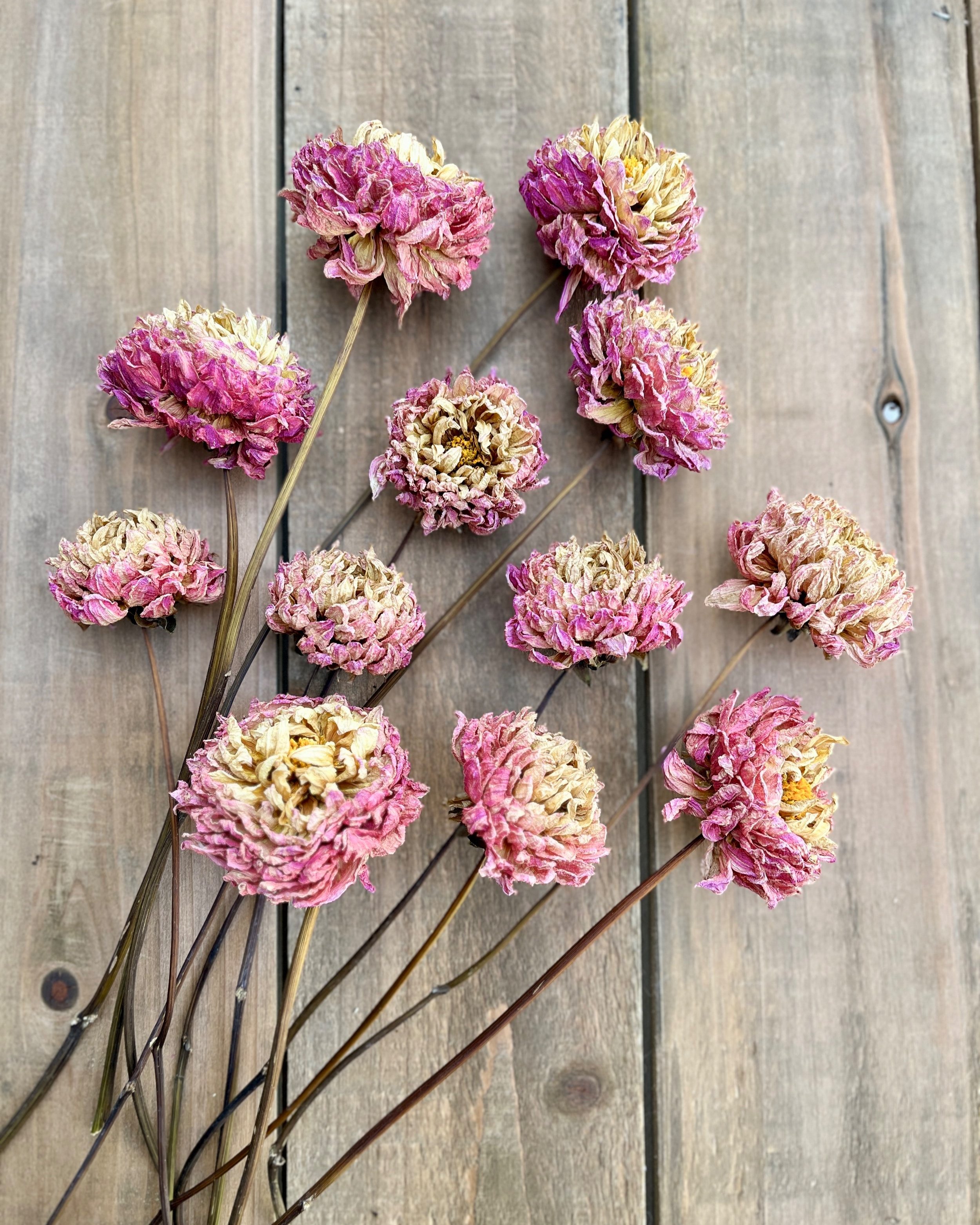Pink Purple Cream Dried Dahlia Flowers