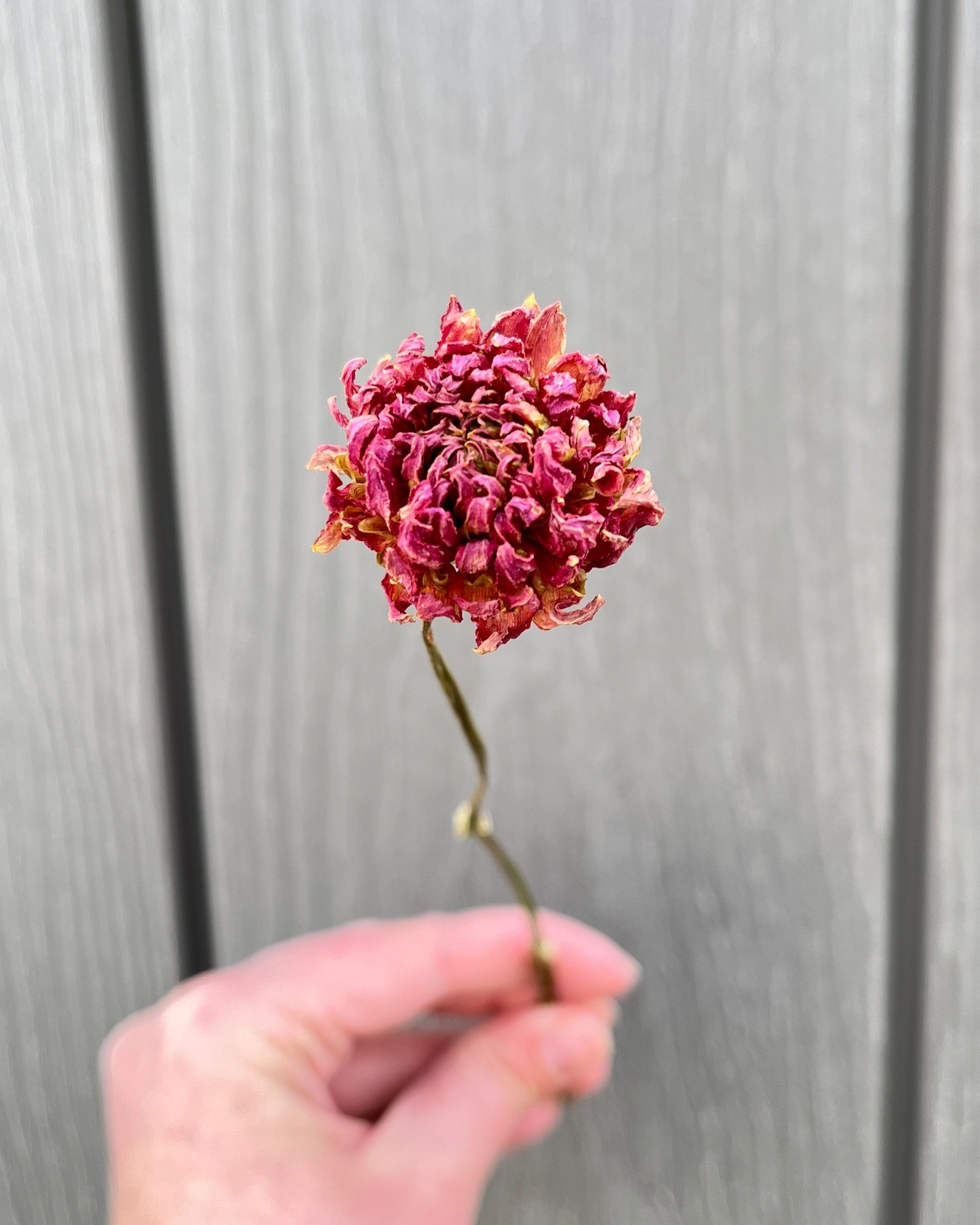 Red Pink Dried Dahlia Flower