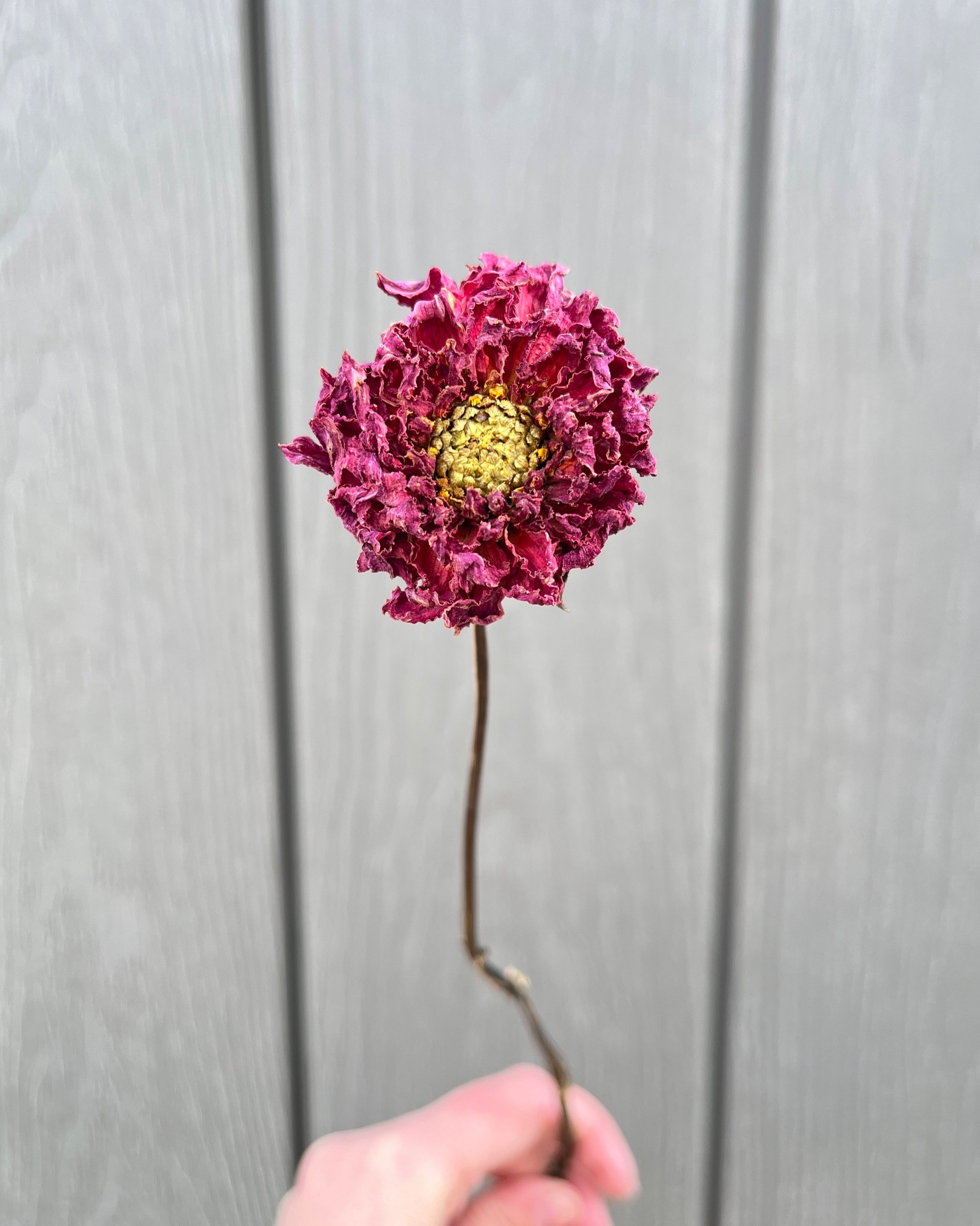 Purple Dried Dahlia Flower