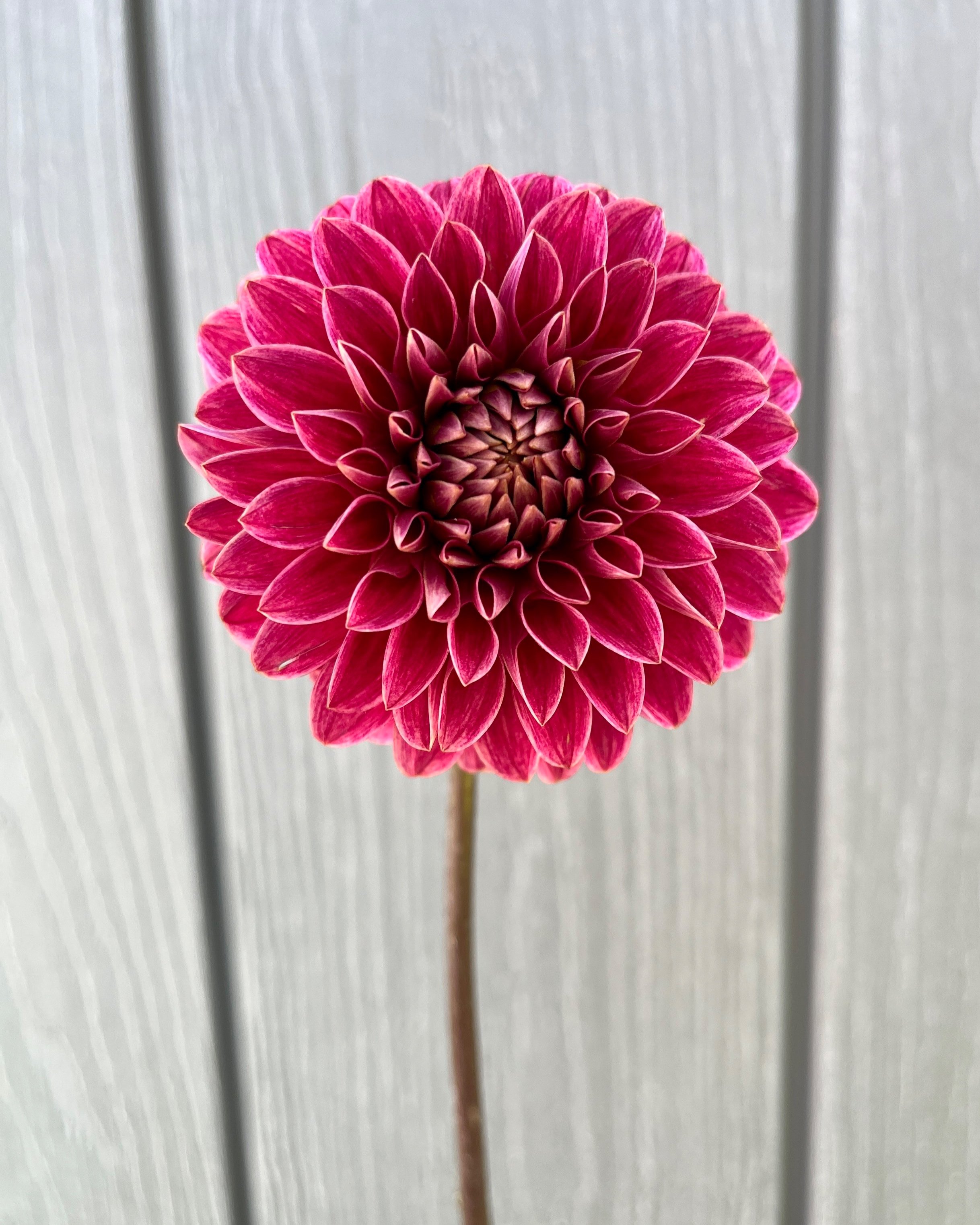 KA's Rosie Jo™ Dahlia: a raspberry red formal decorative dahlia flower