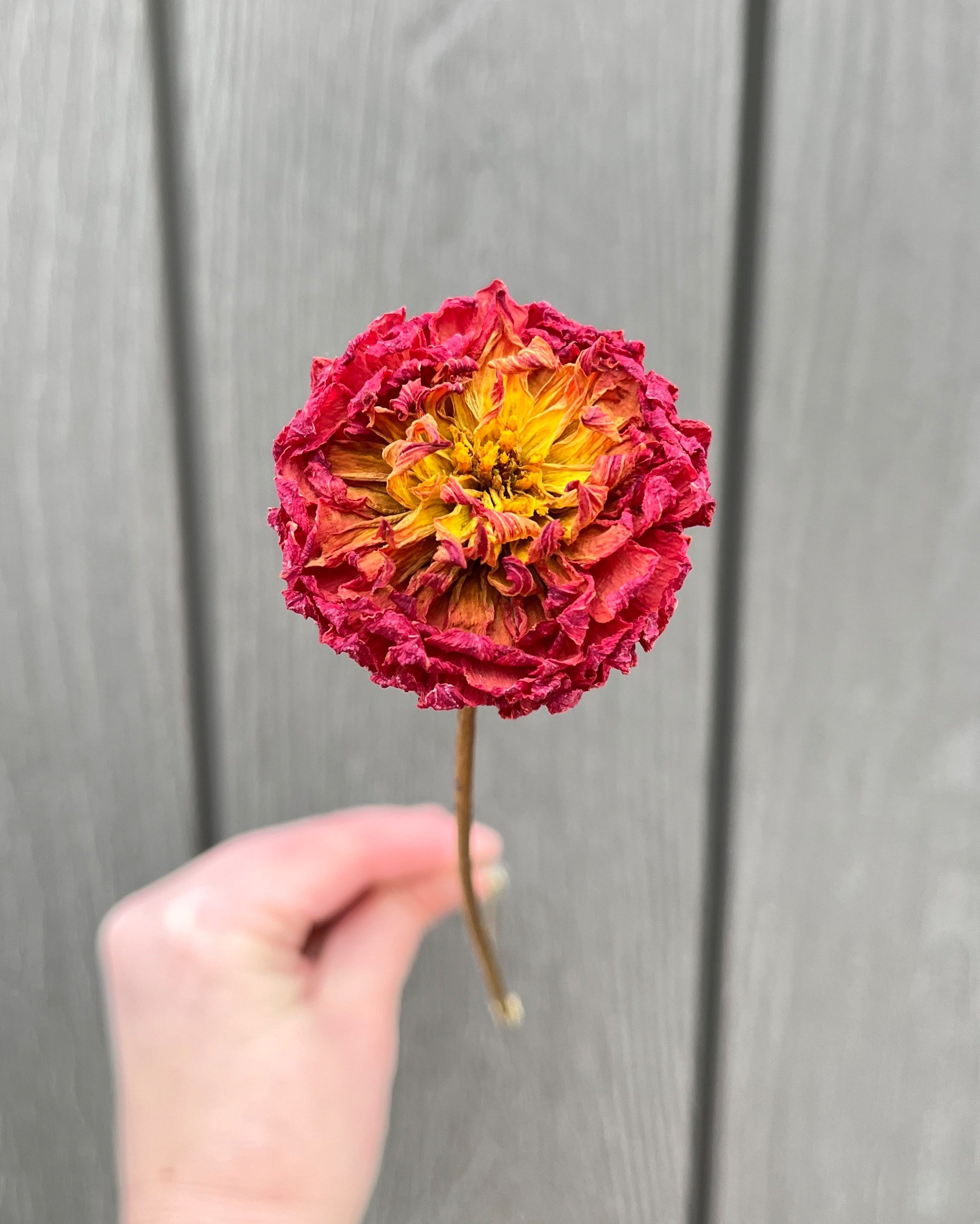 Red Dried Dahlia Flower