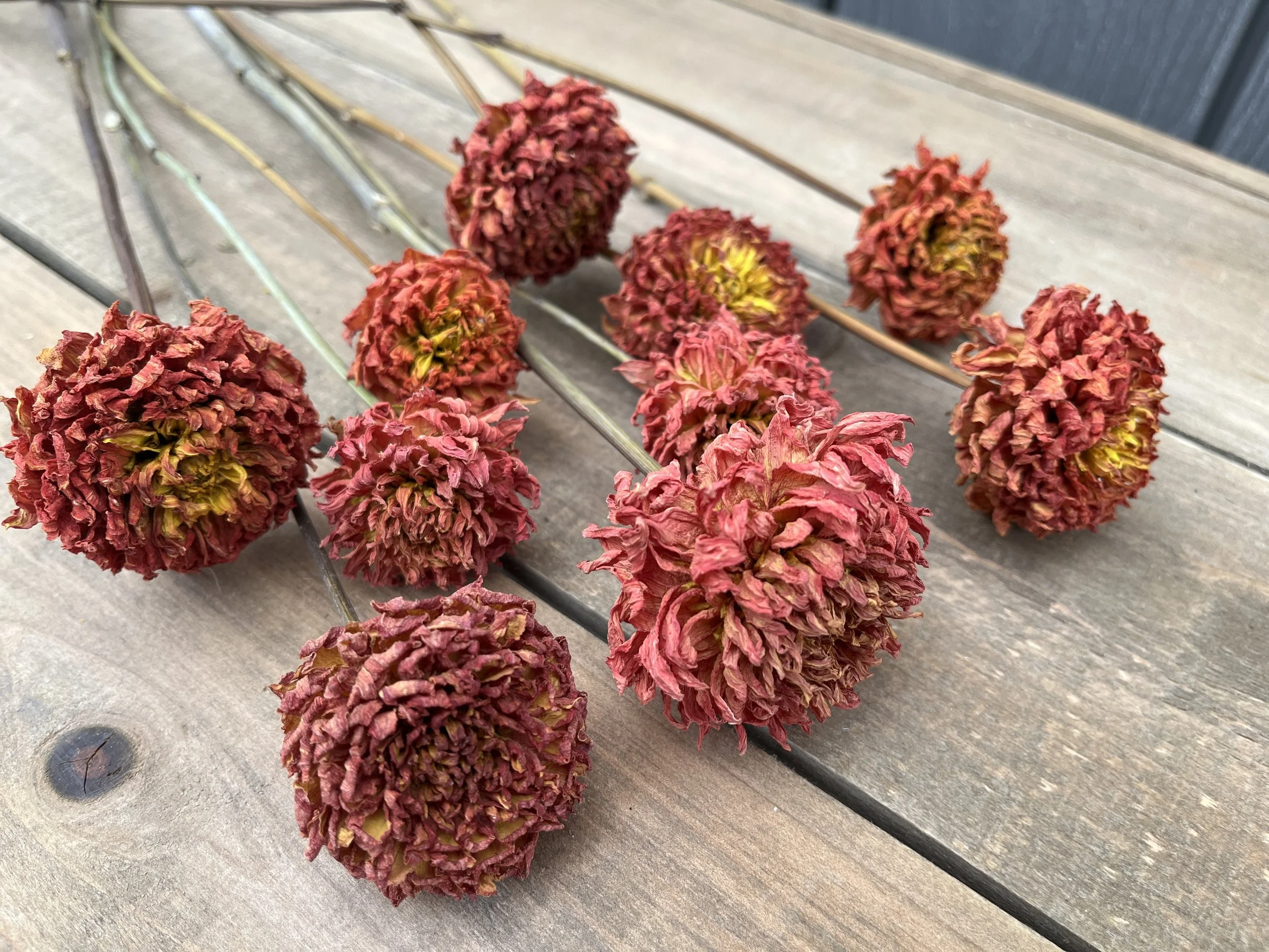 Red Dried Dahlia Flowers