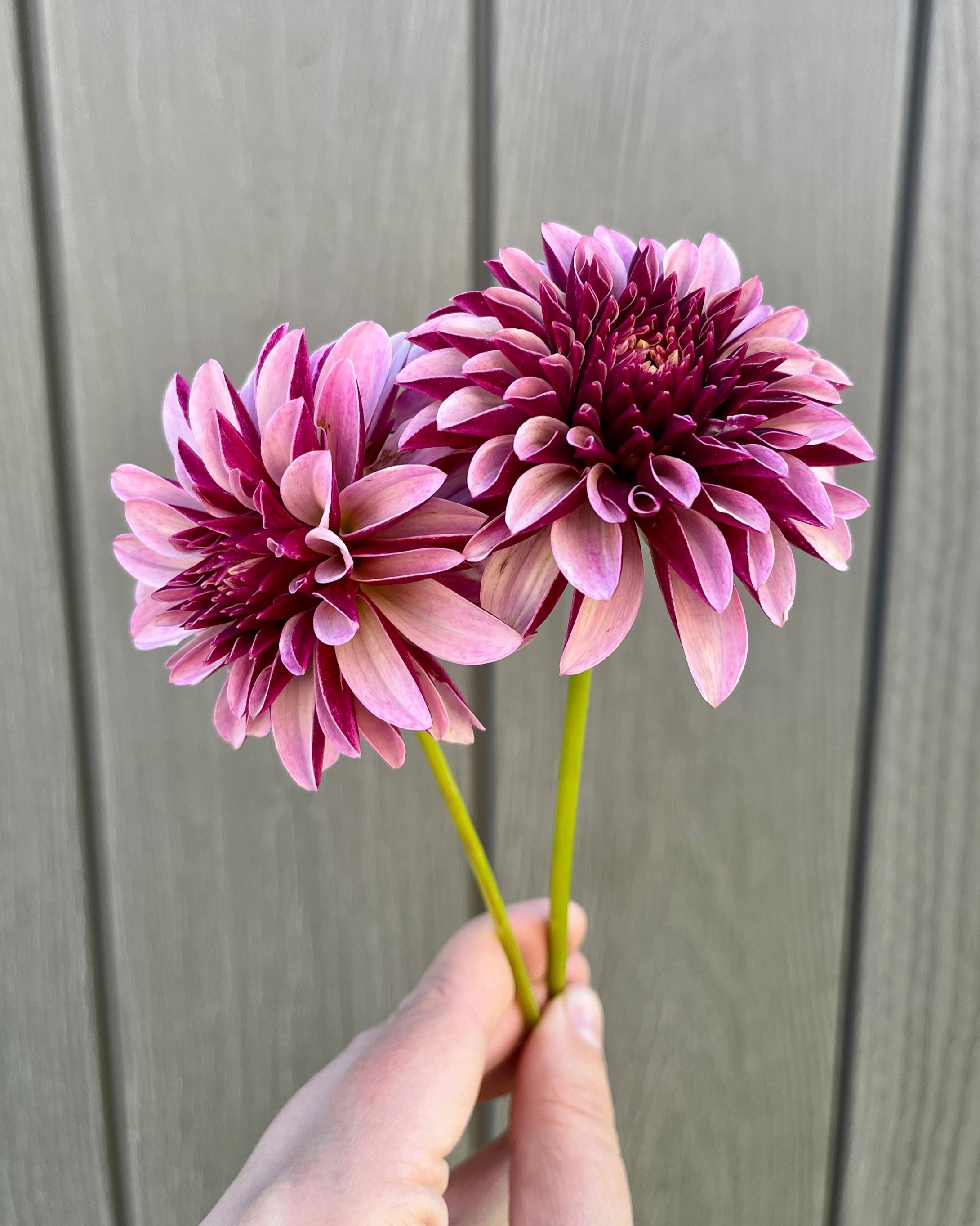 Salish Twilight Girl Dahlia: Lavender and Plum Dahlia Flower